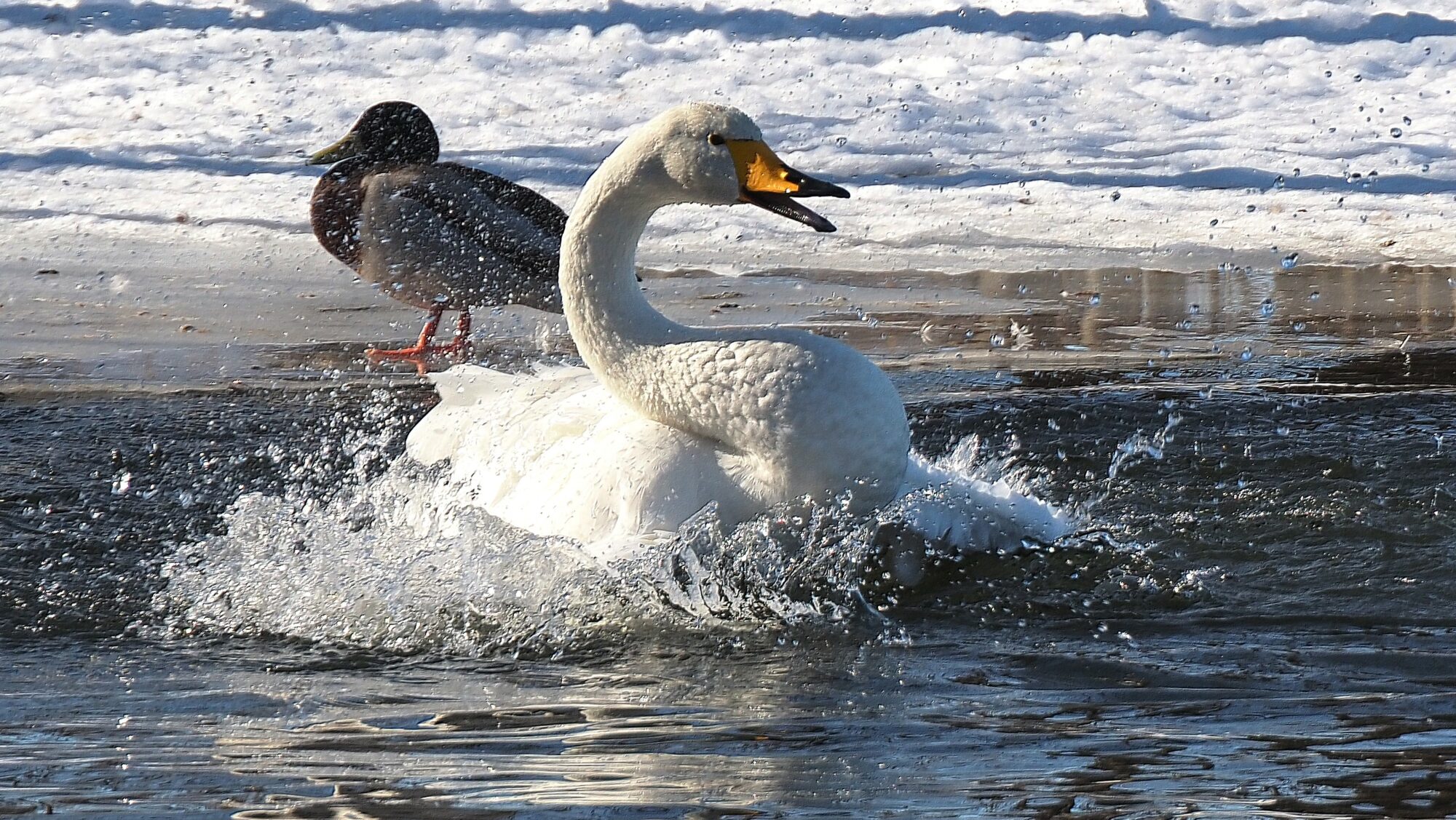 Valokuvaaja: Arja Valtonen