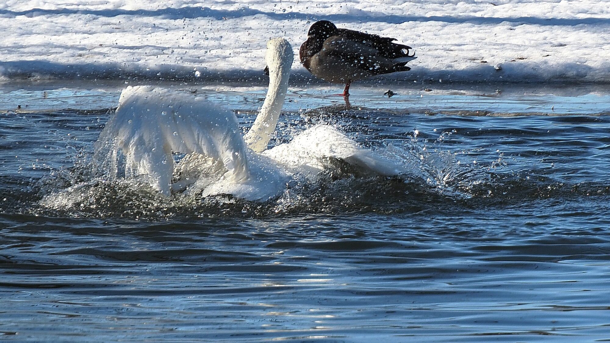 Valokuvaaja: Arja Valtonen