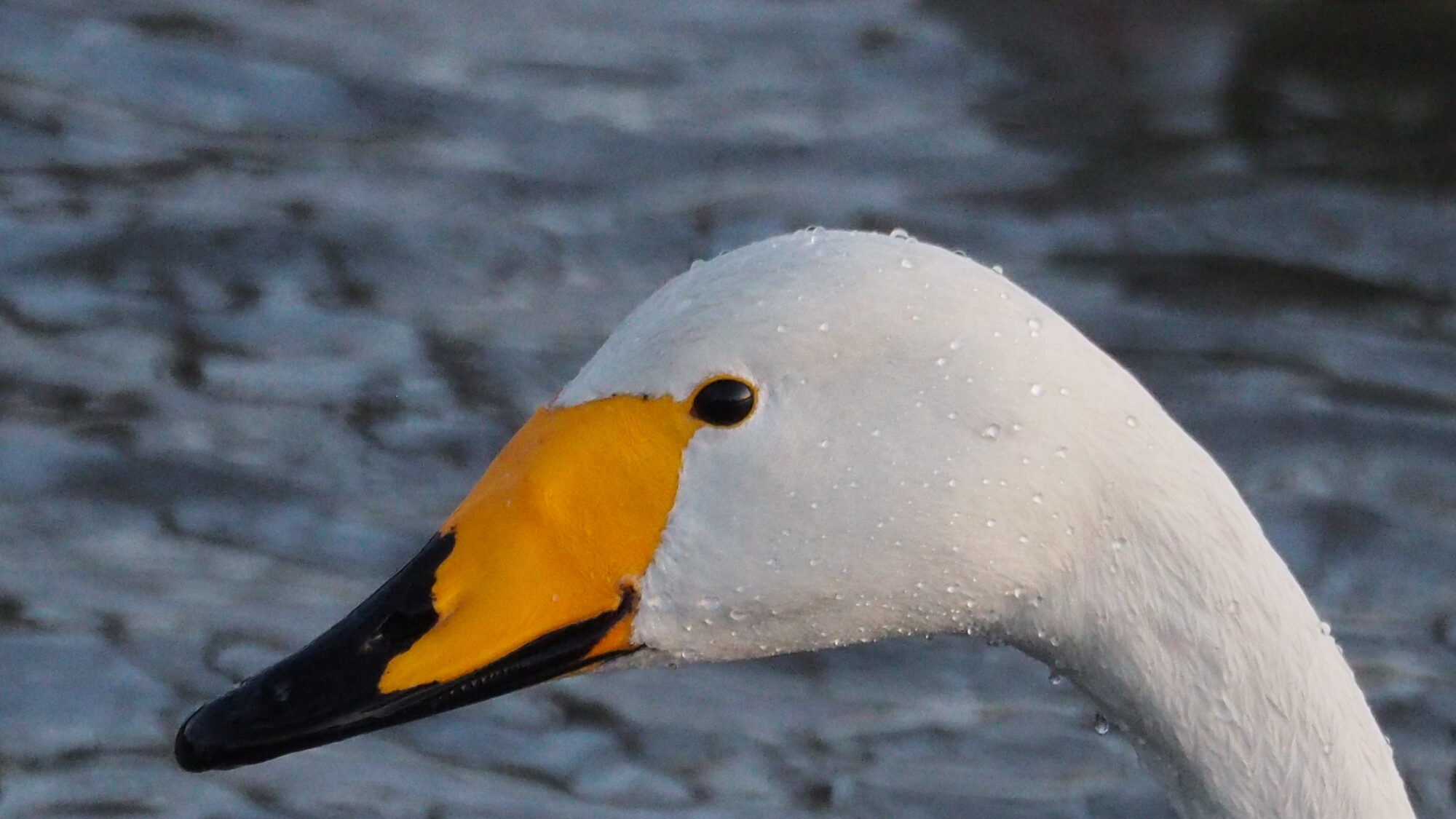 Valokuvaaja: Martti Valtonen
