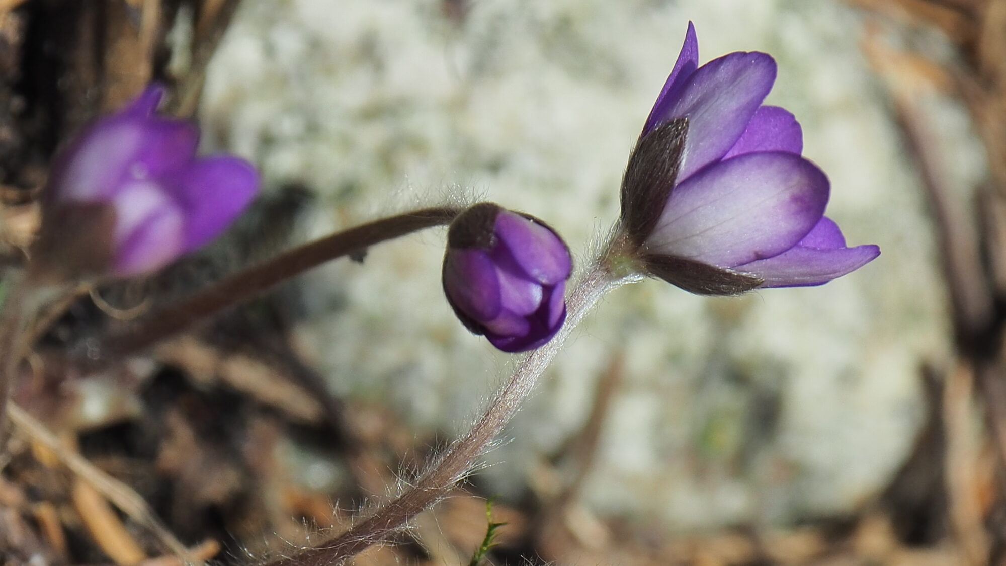 Valokuvaaja: Martti Valtonen