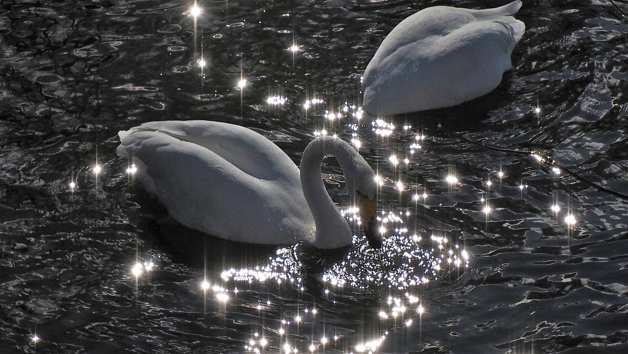 Valokuvaaja: Arja Valtonen