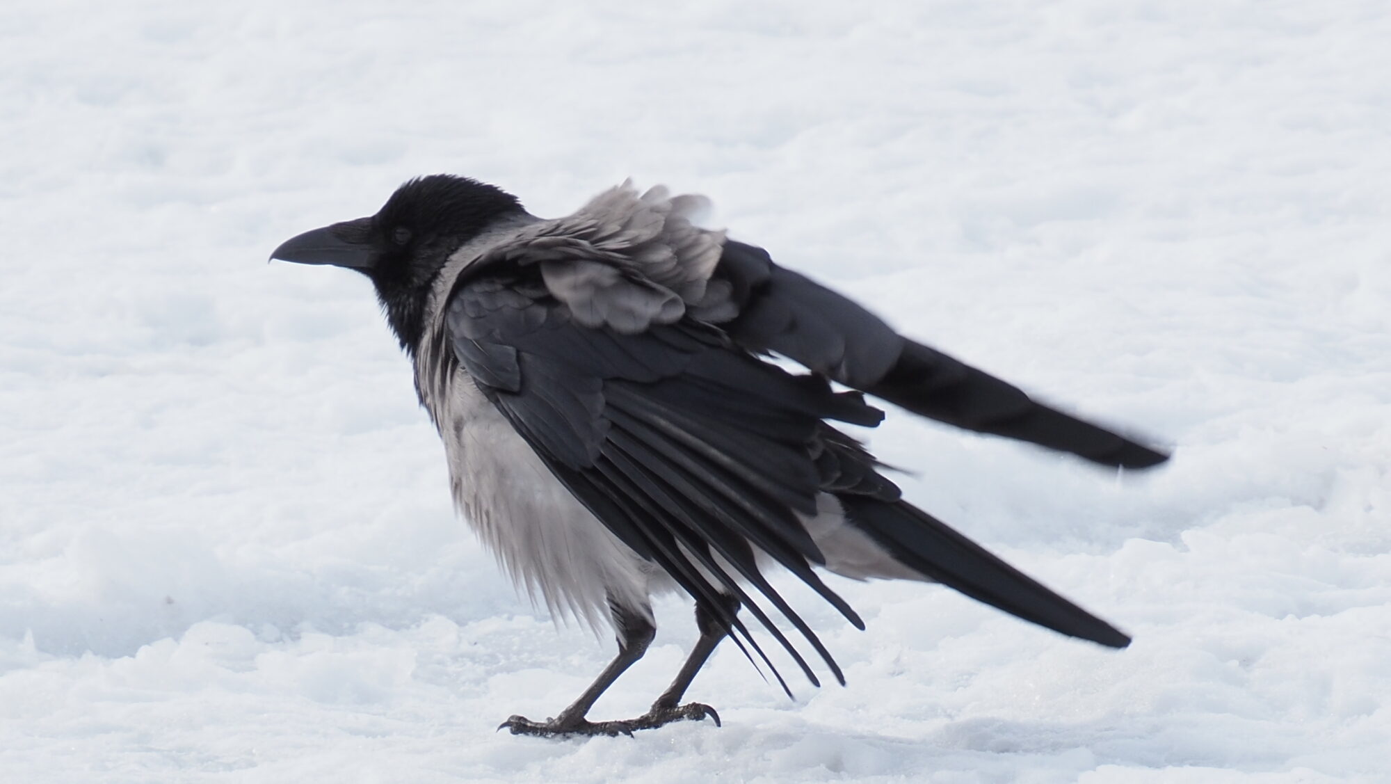 Valokuvaaja: Arja Valtonen