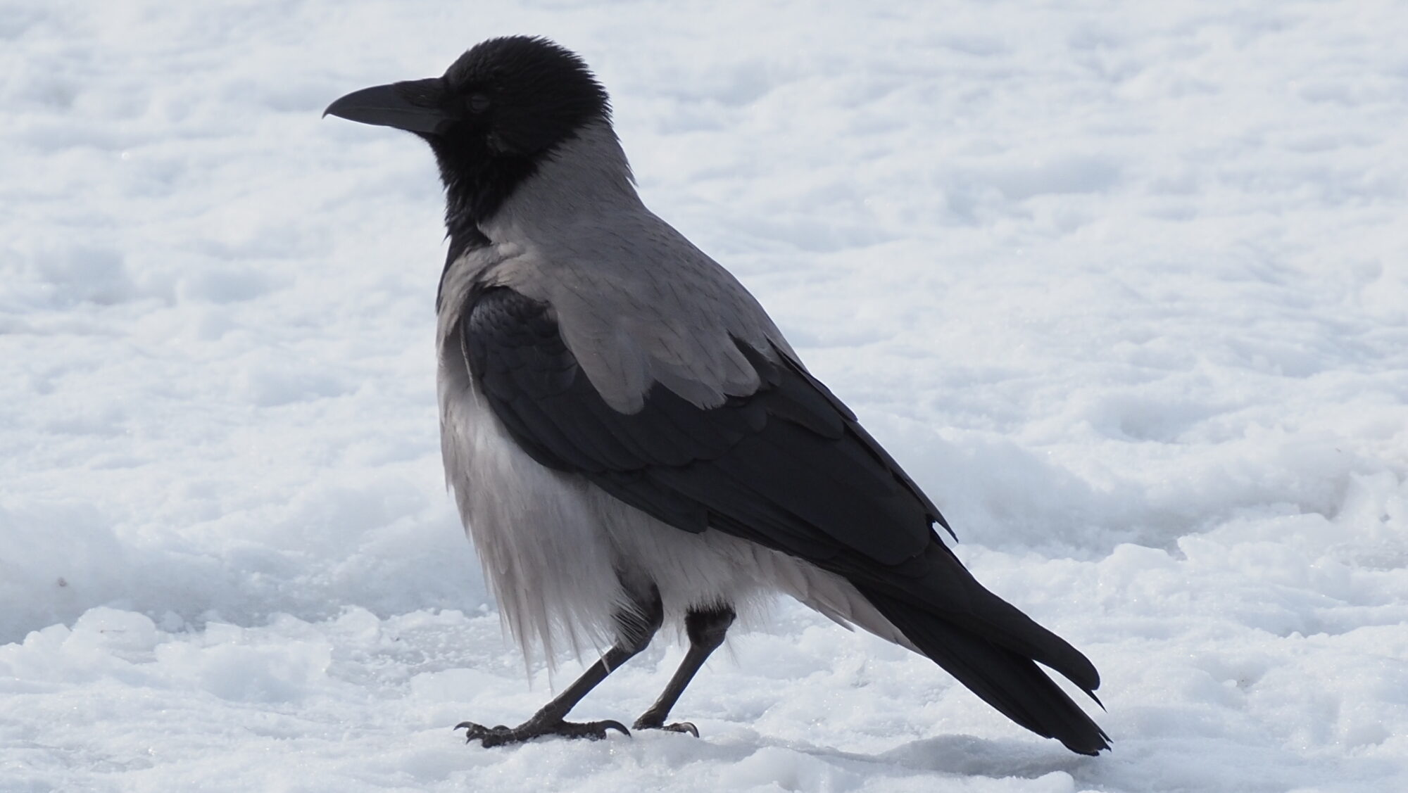 Valokuvaaja: Arja Valtonen