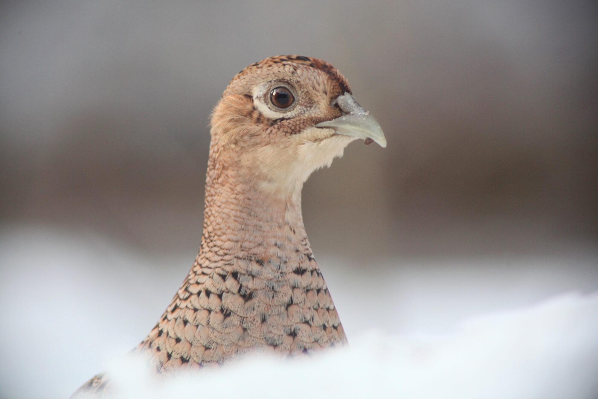 Valokuvaaja: Kaarlo Asikainen
