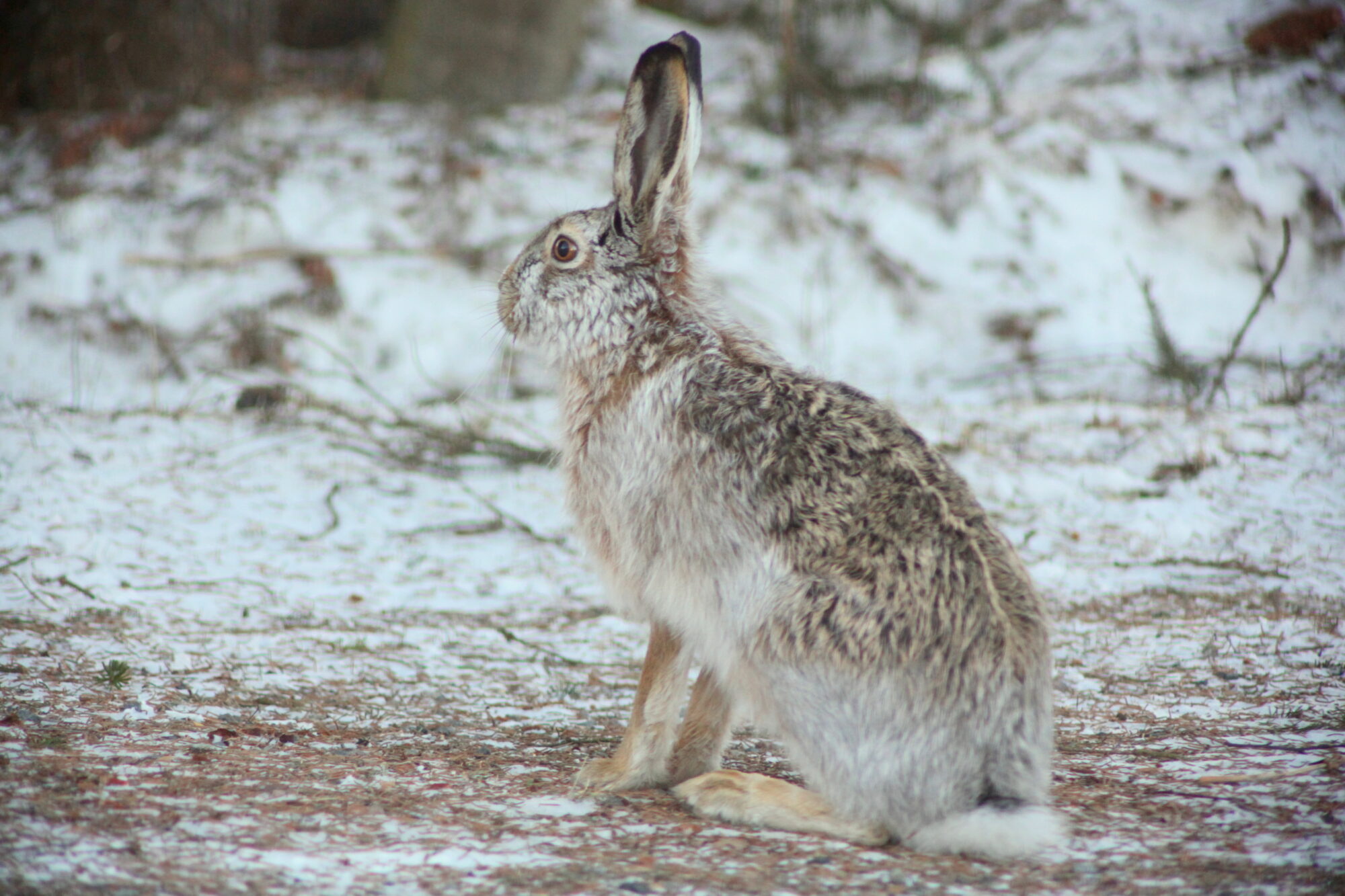 Valokuvaaja: Kaarlo Asikainen