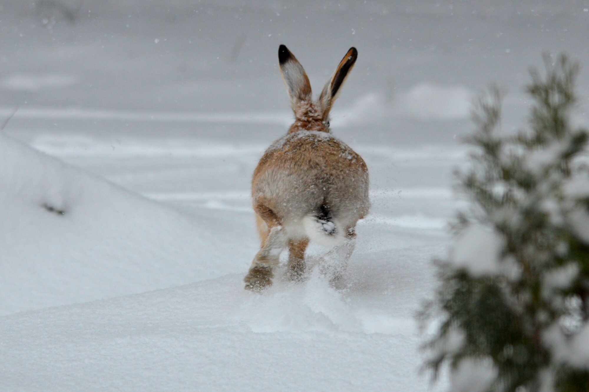Valokuvaaja: Kaarlo Asikainen