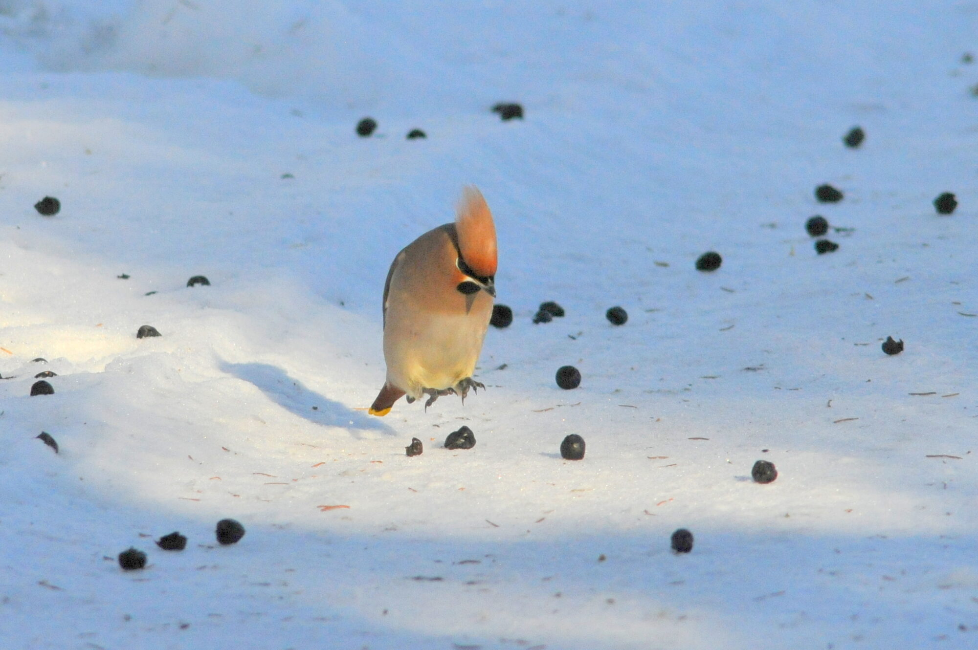 Valokuvaaja: Kaarlo Asikainen