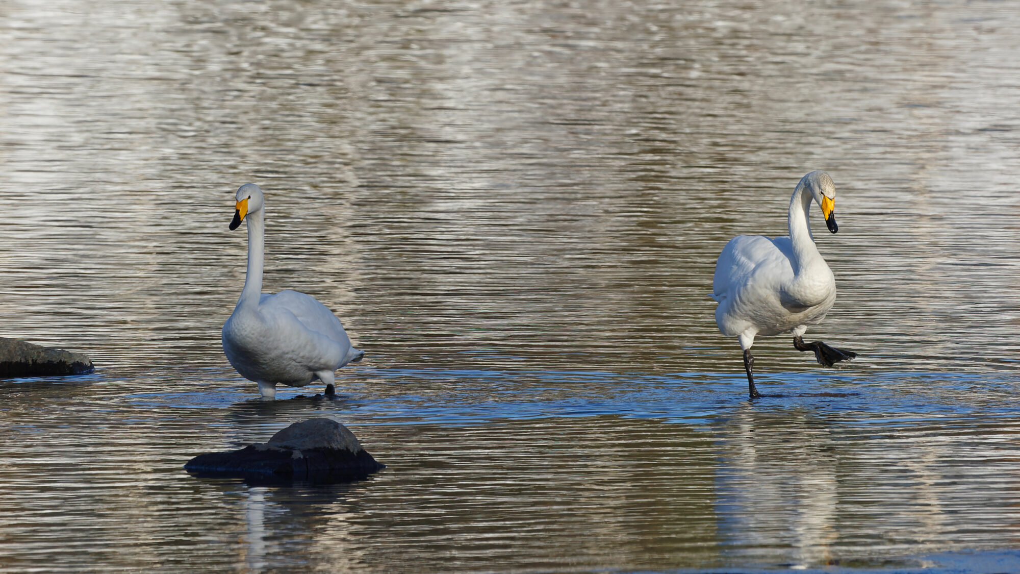 Valokuvaaja: Tommi Kujala