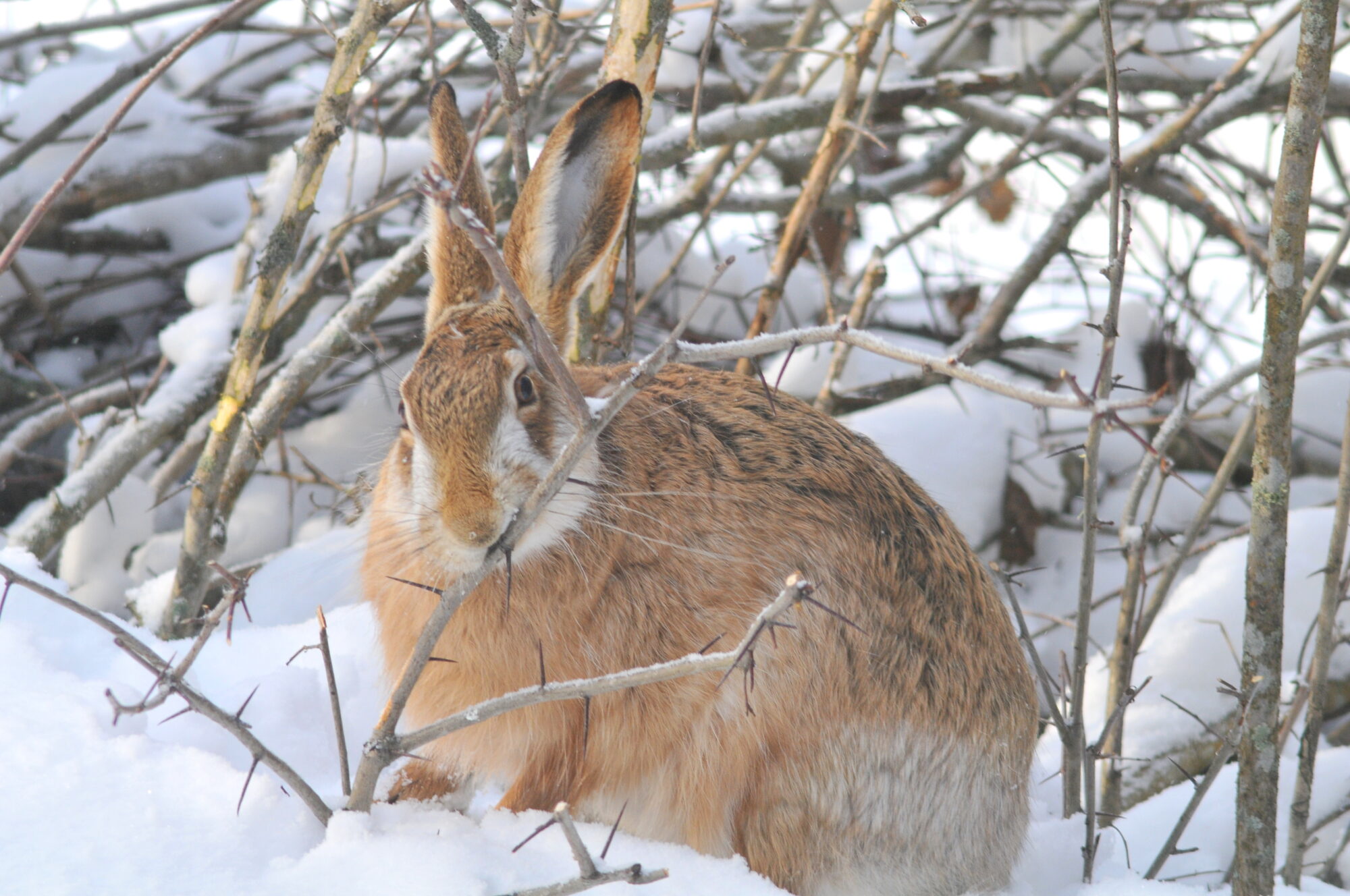 Valokuvaaja: Kaarlo Asikainen