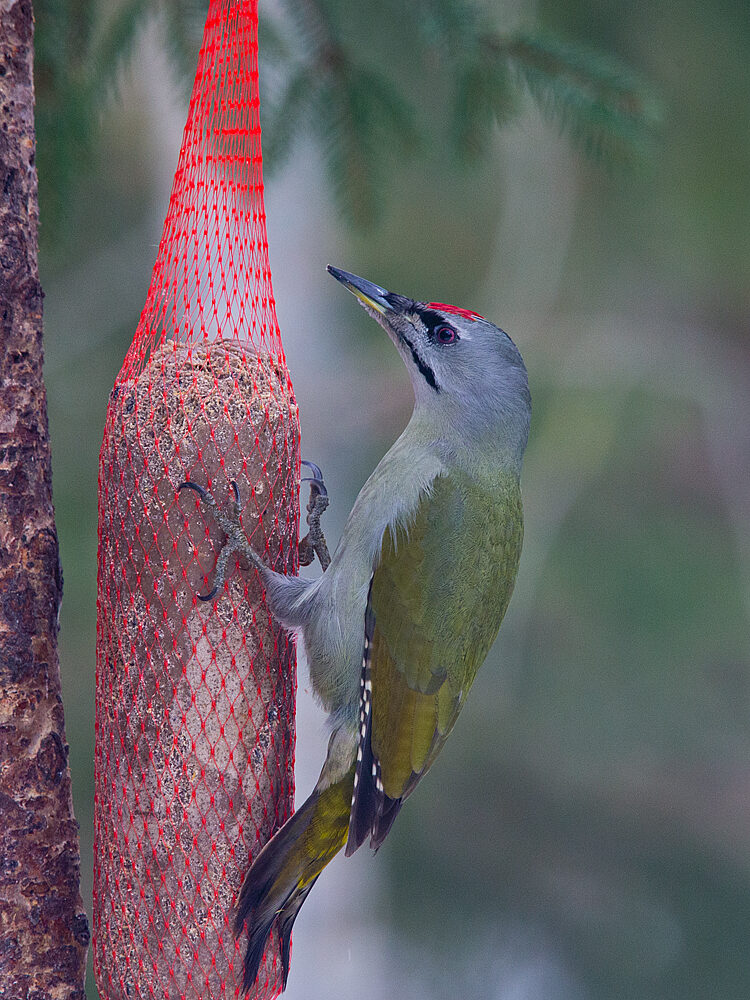Valokuvaaja: Aarre Leskinen