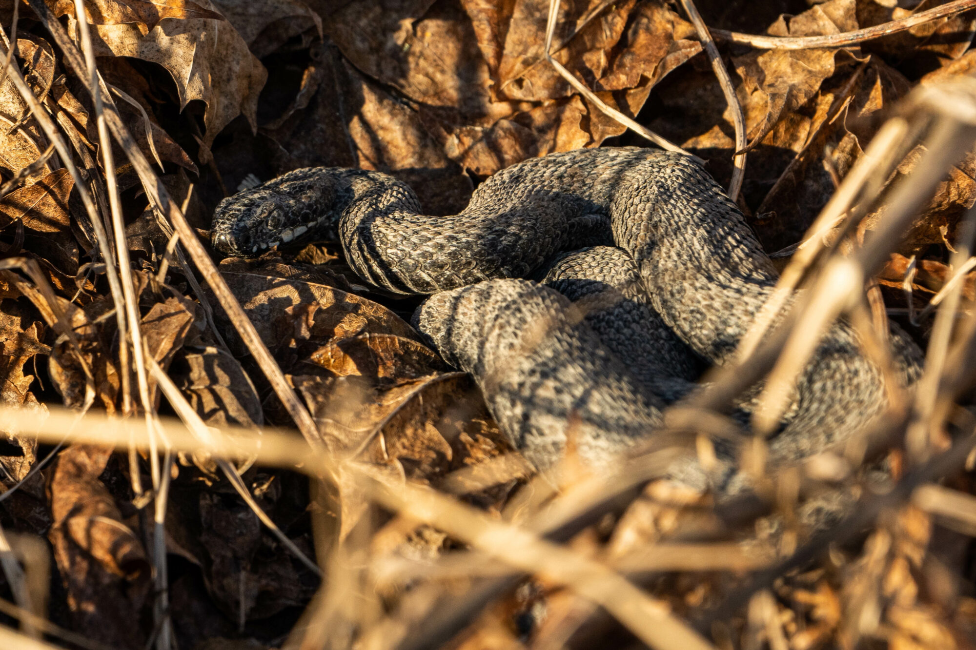 Valokuvaaja: Martin Vallenius