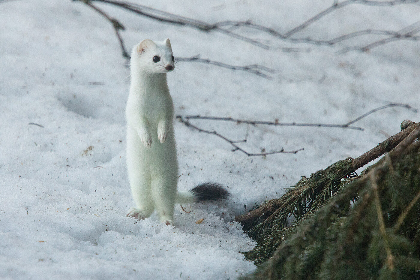Valokuvaaja: Aarre Leskinen