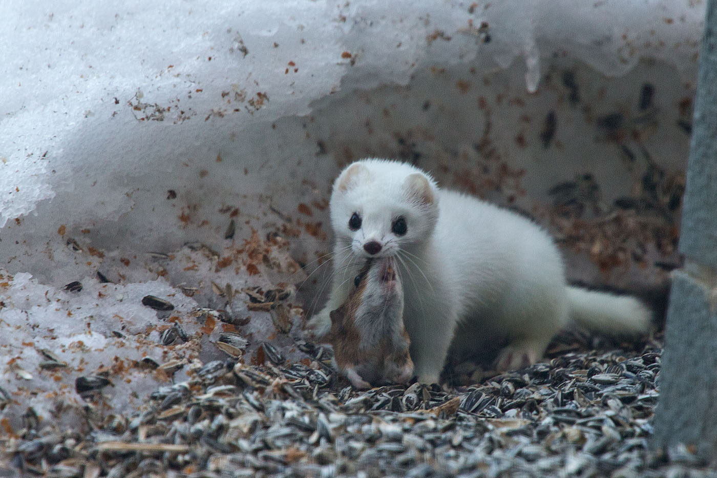 Valokuvaaja: Aarre Leskinen