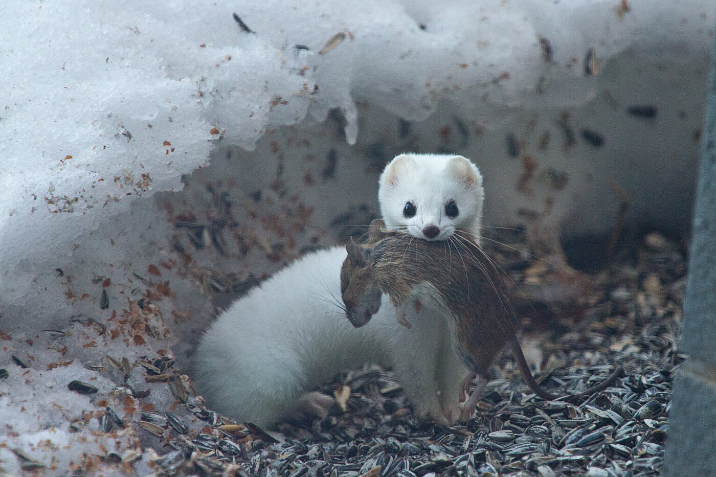 Valokuvaaja: Aarre Leskinen Valokuvaaja: Aarre Leskinen