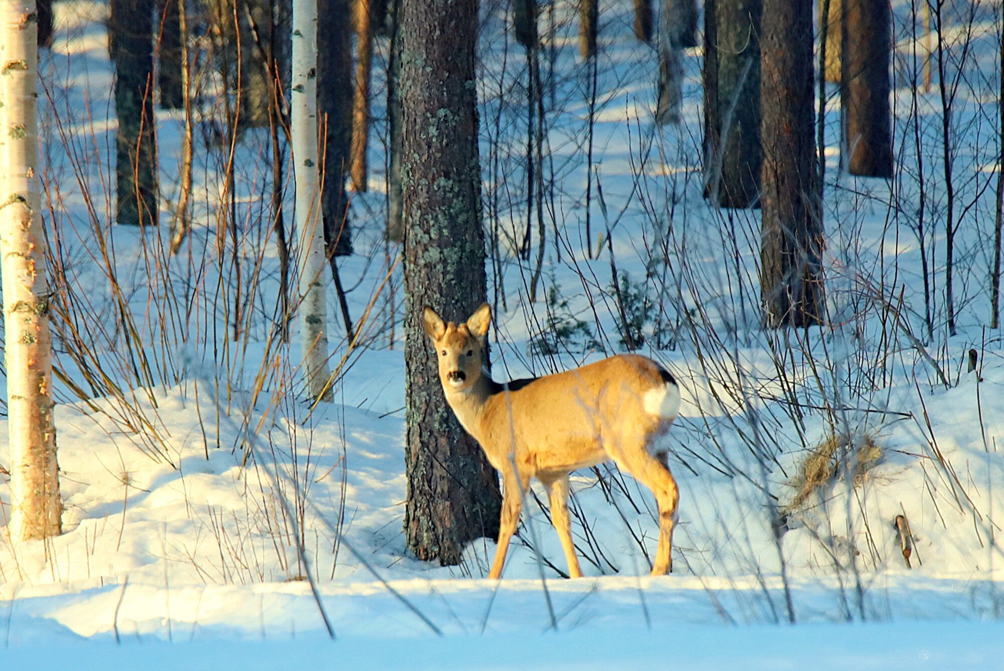 Valokuvaaja: sirpa jyske
