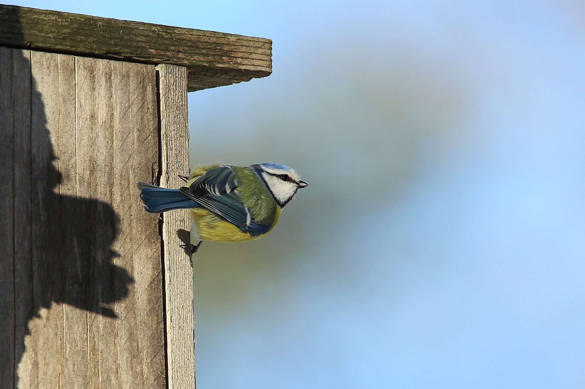Valokuvaaja: Jaana Saarelainen