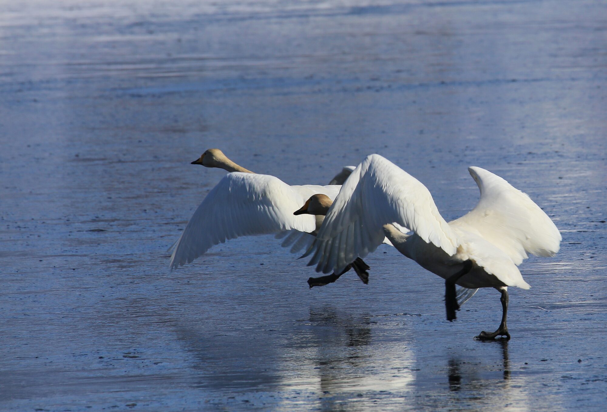 Valokuvaaja: Jaana Saarelainen