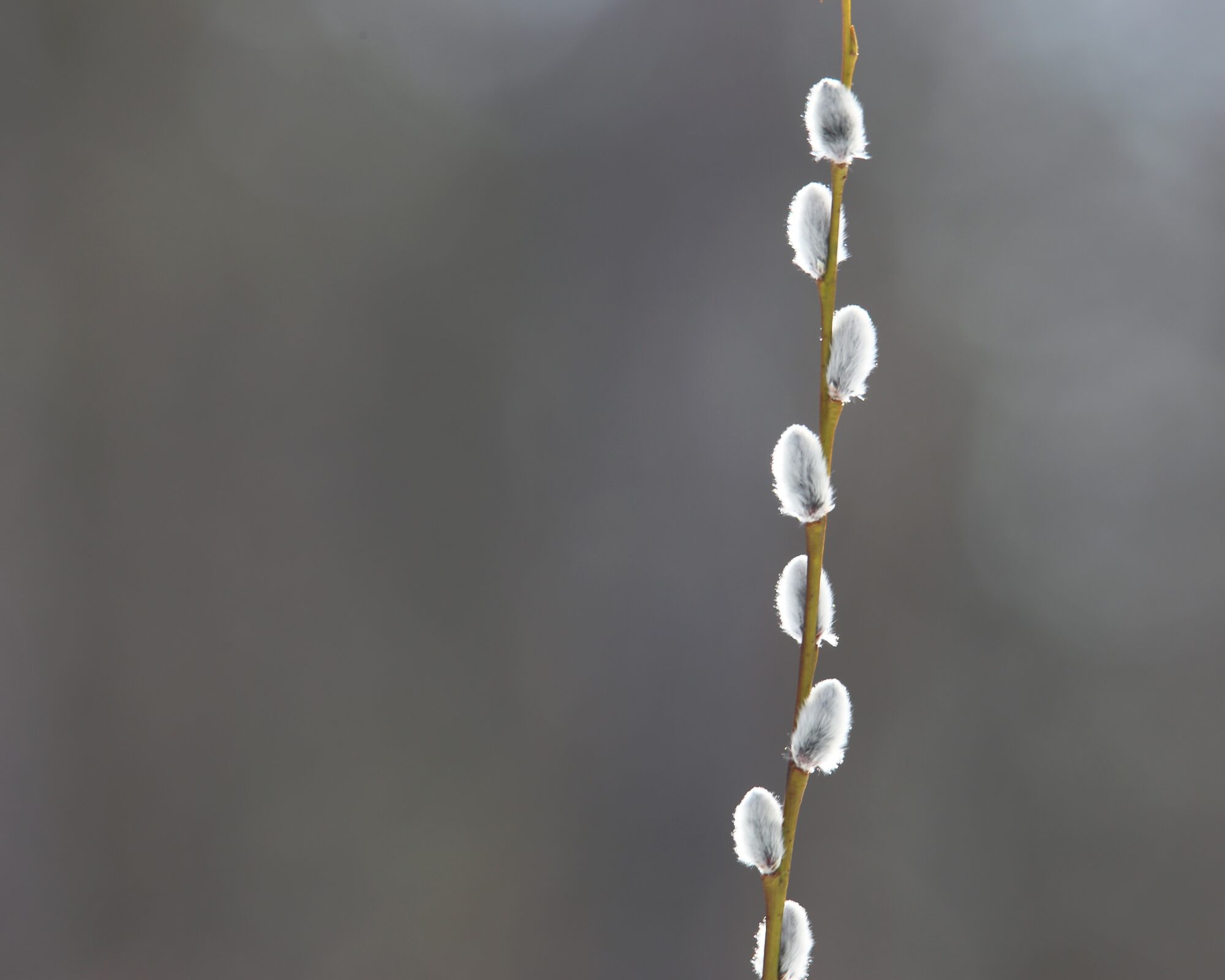 Valokuvaaja: Jaana Saarelainen