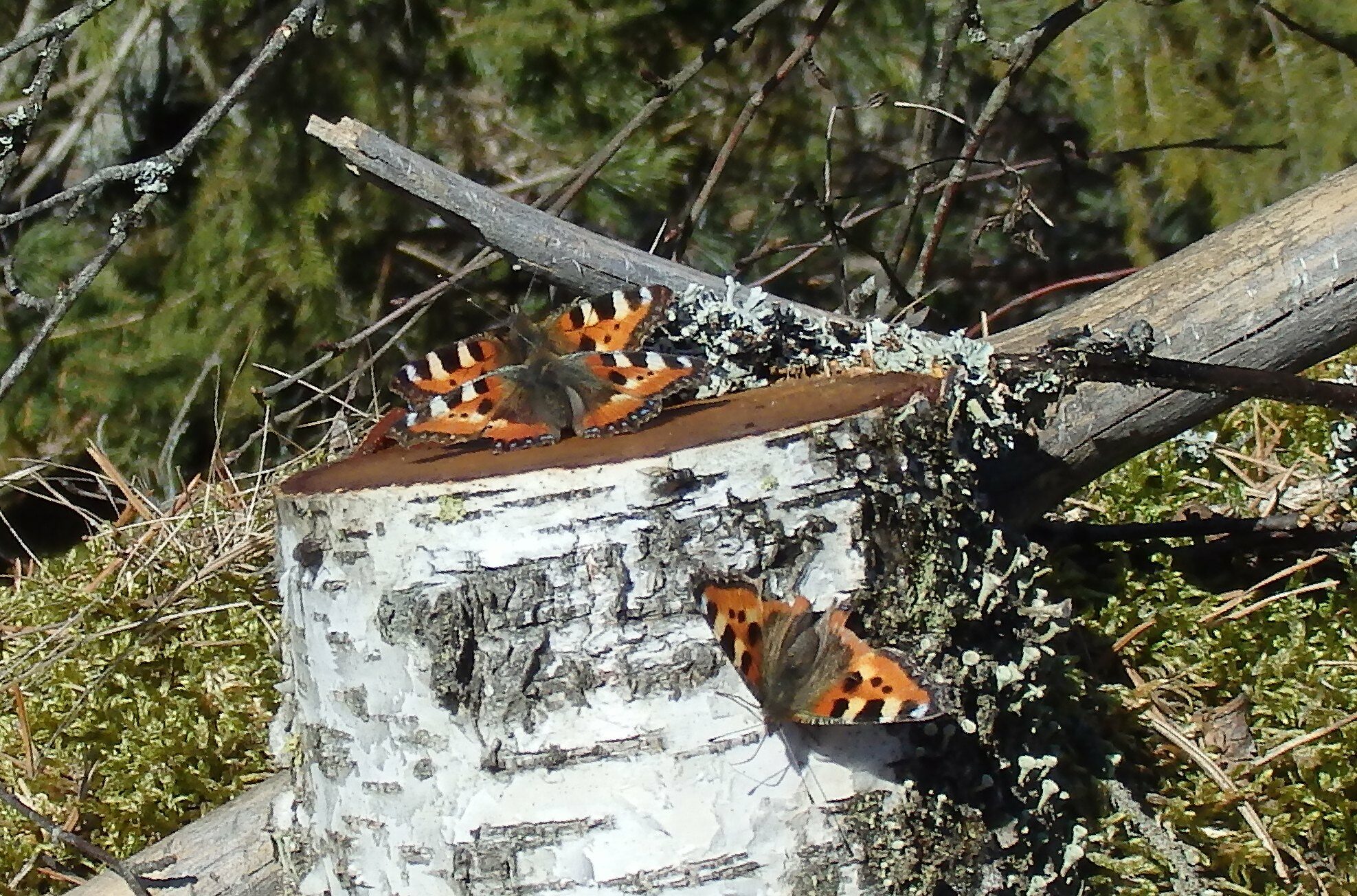Valokuvaaja: Antti Kaskinen