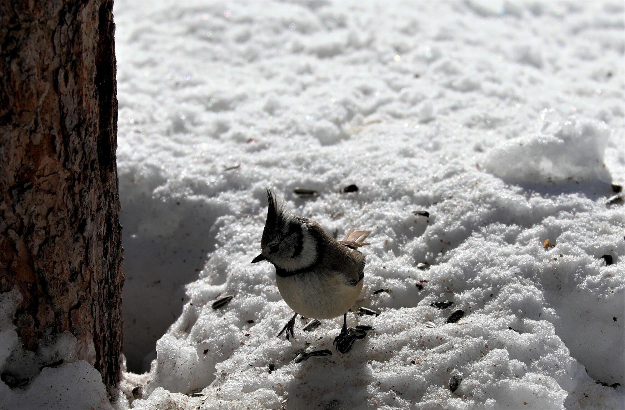 Valokuvaaja: Ahti Keränen