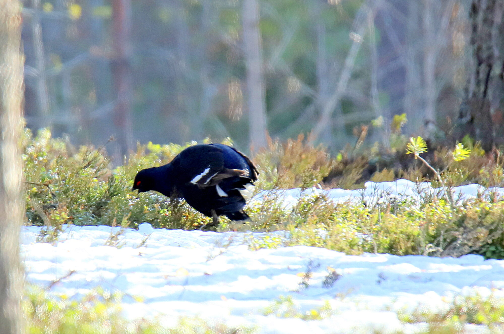 Valokuvaaja: sirpa jyske