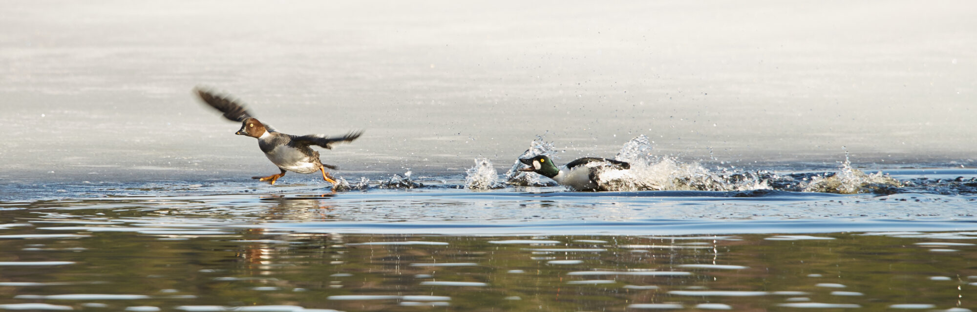 Valokuvaaja: Tarja Kouvo