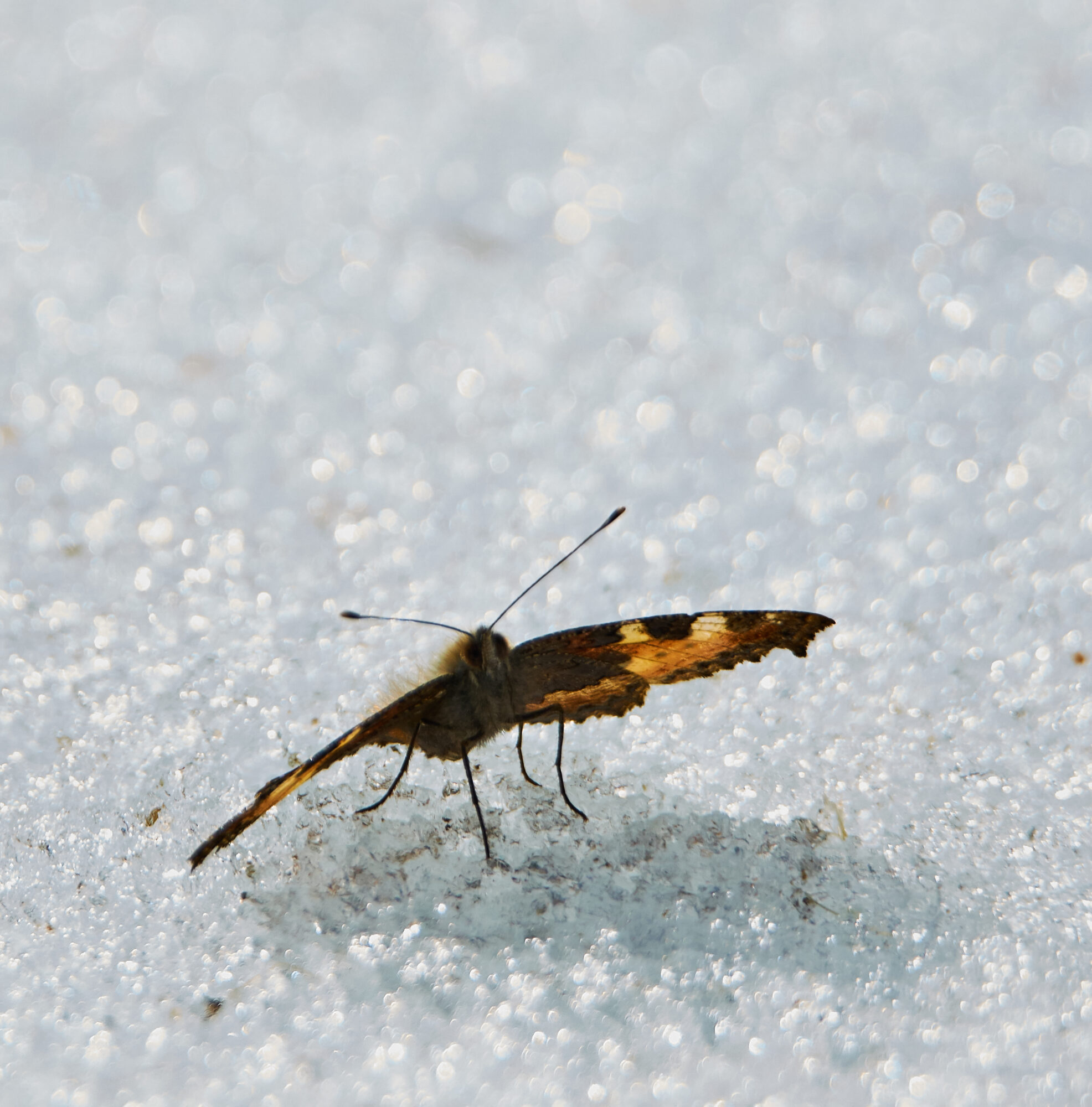 Valokuvaaja: Tarja Kouvo Valokuvaaja: Tarja Kouvo