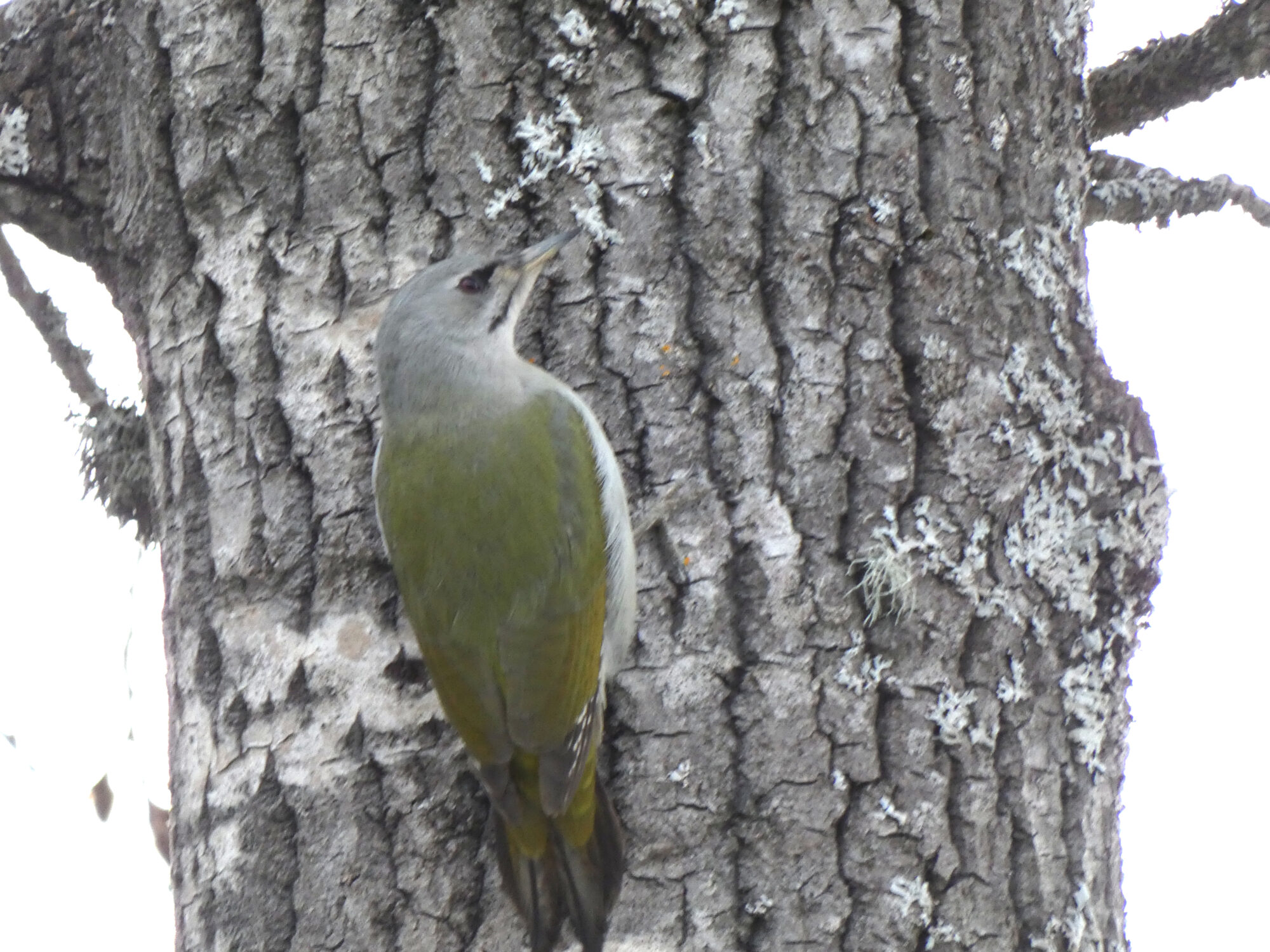 Valokuvaaja: Pekka Heino