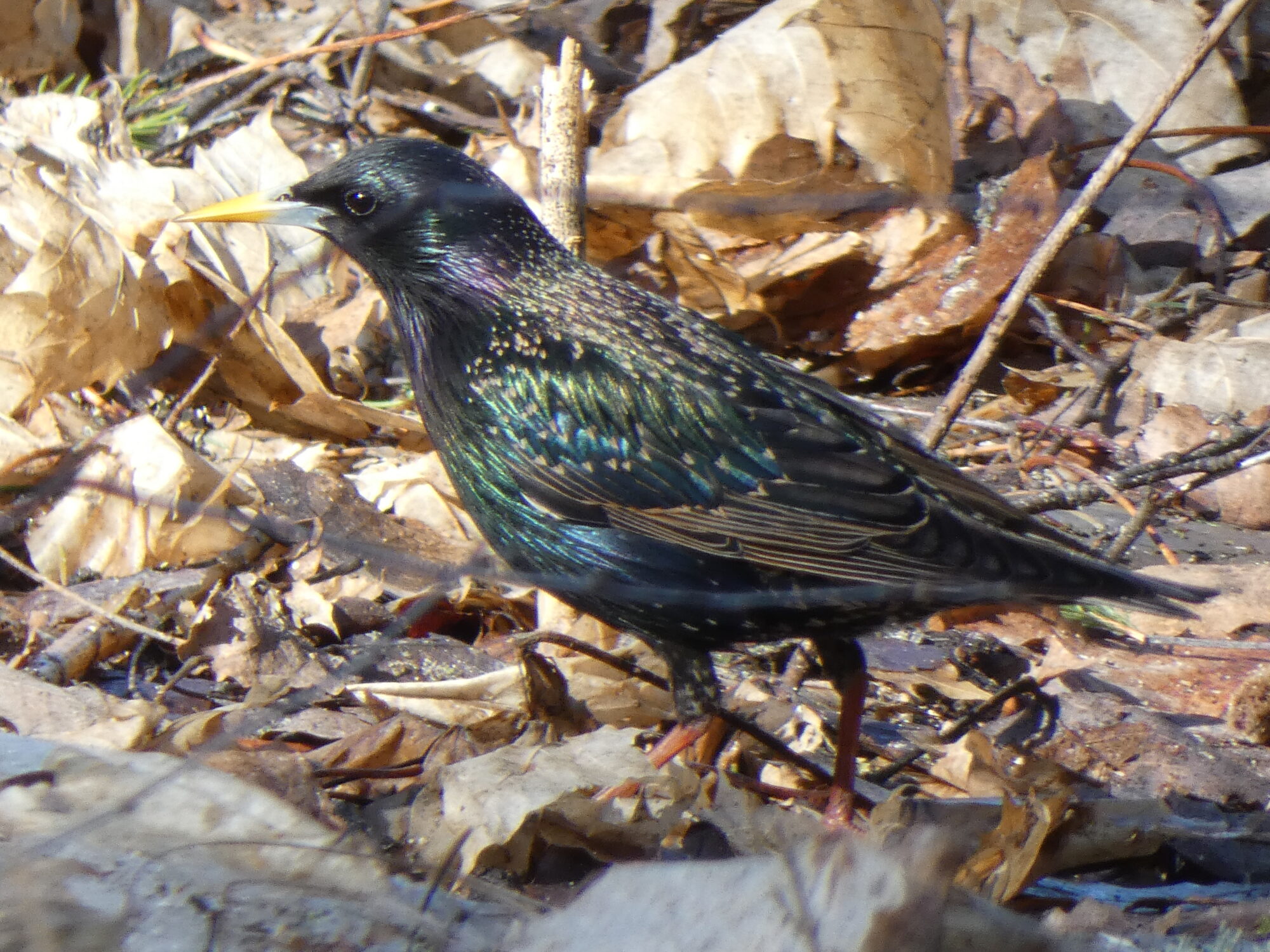 Valokuvaaja: Pekka Heino