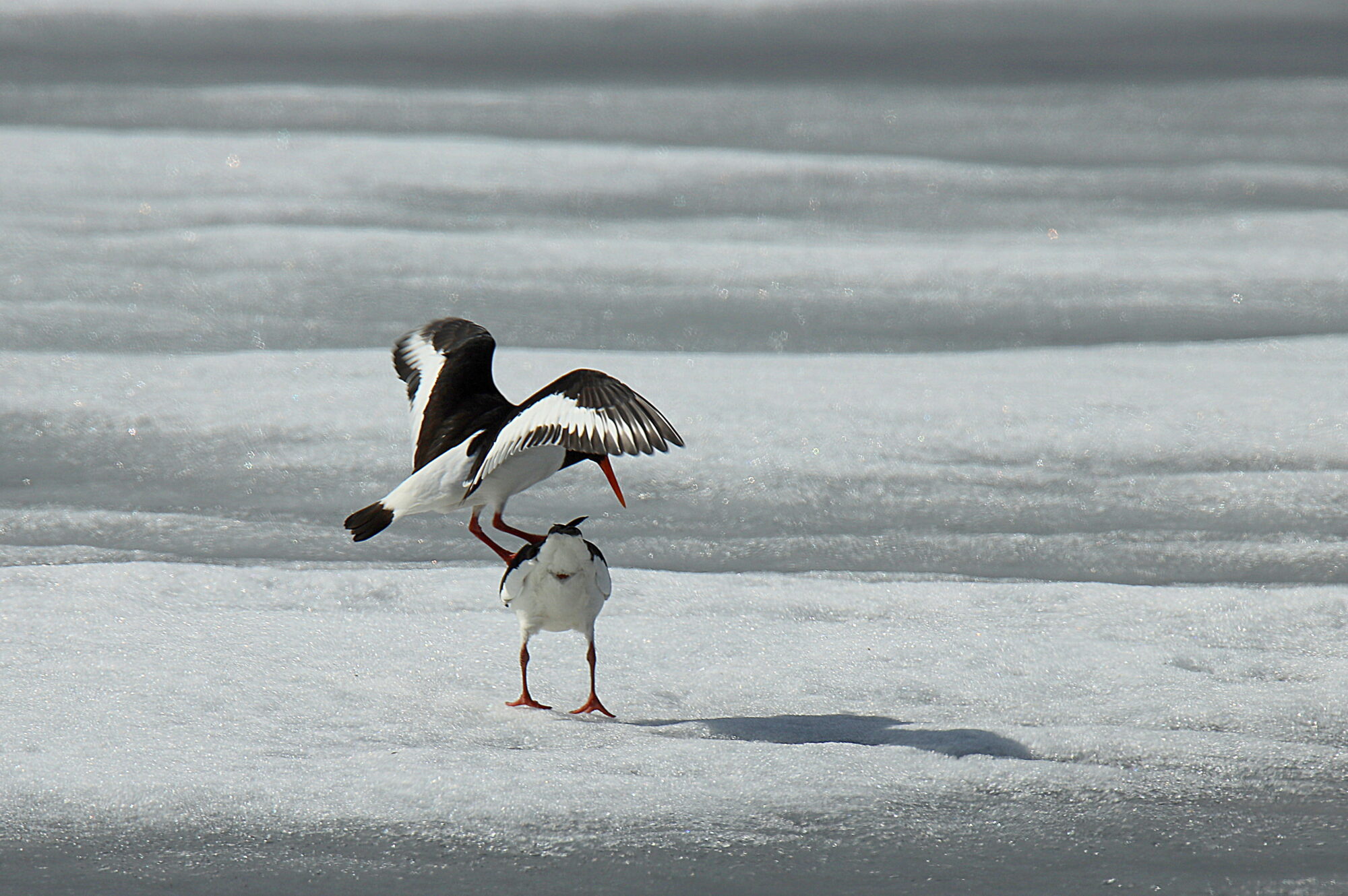 Valokuvaaja: sirpa jyske