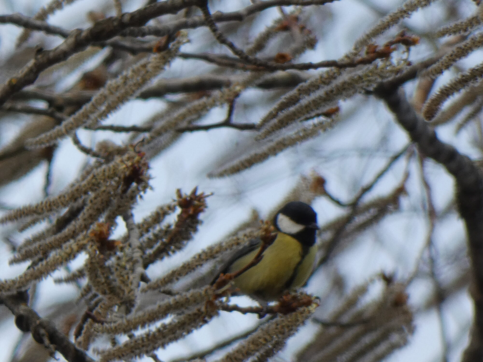 Valokuvaaja: Pekka Heino