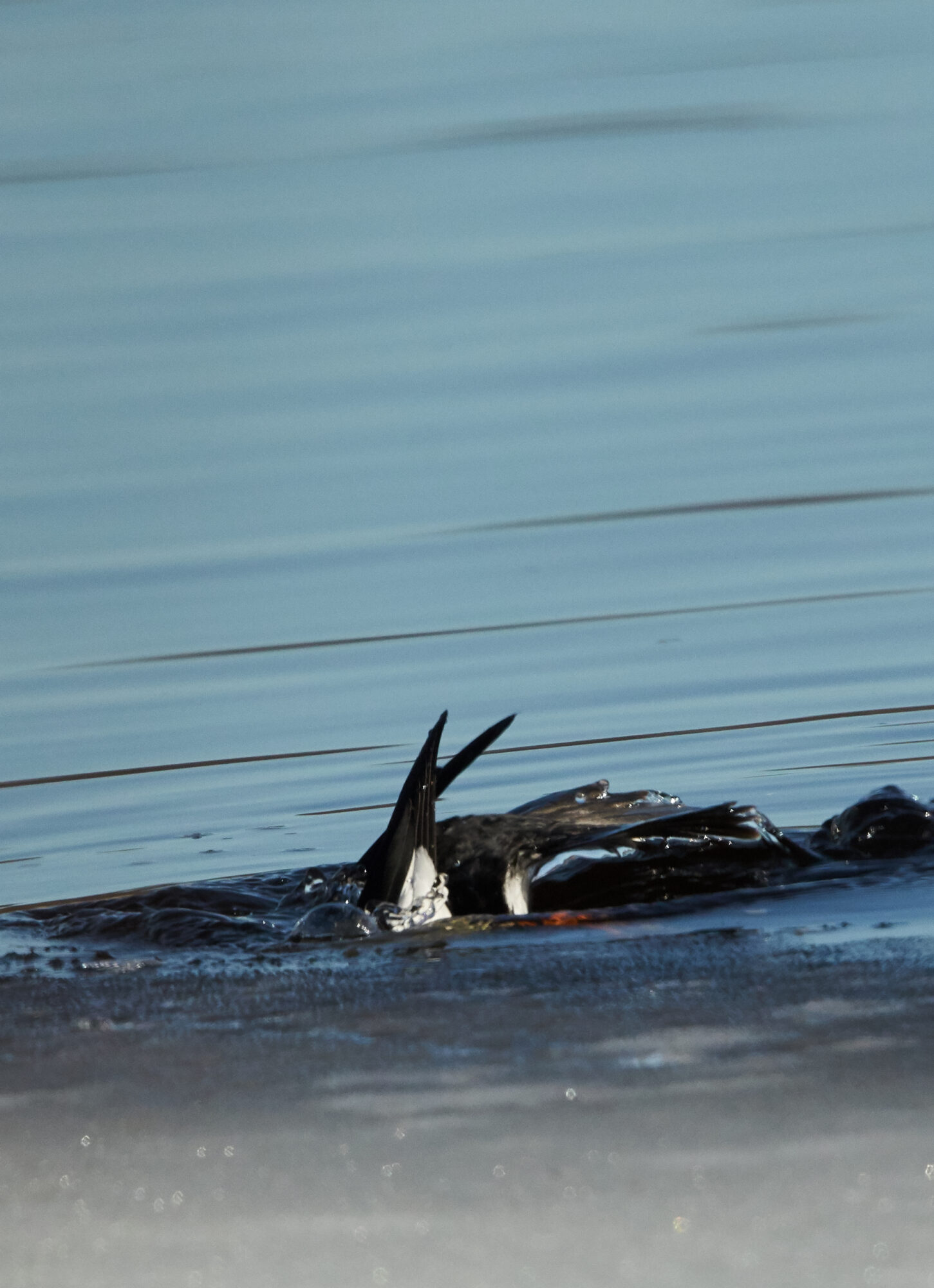 Valokuvaaja: Tarja Kouvo