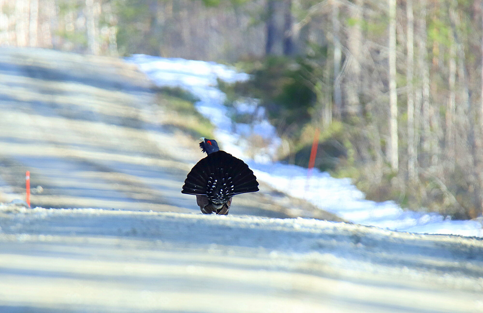 Valokuvaaja: sirpa jyske