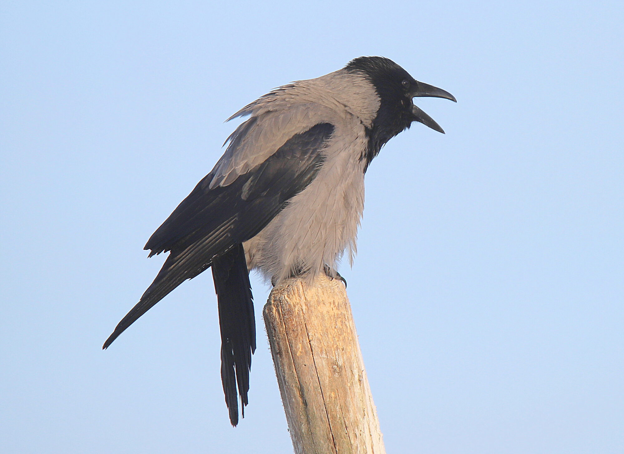 Valokuvaaja: sirpa jyske