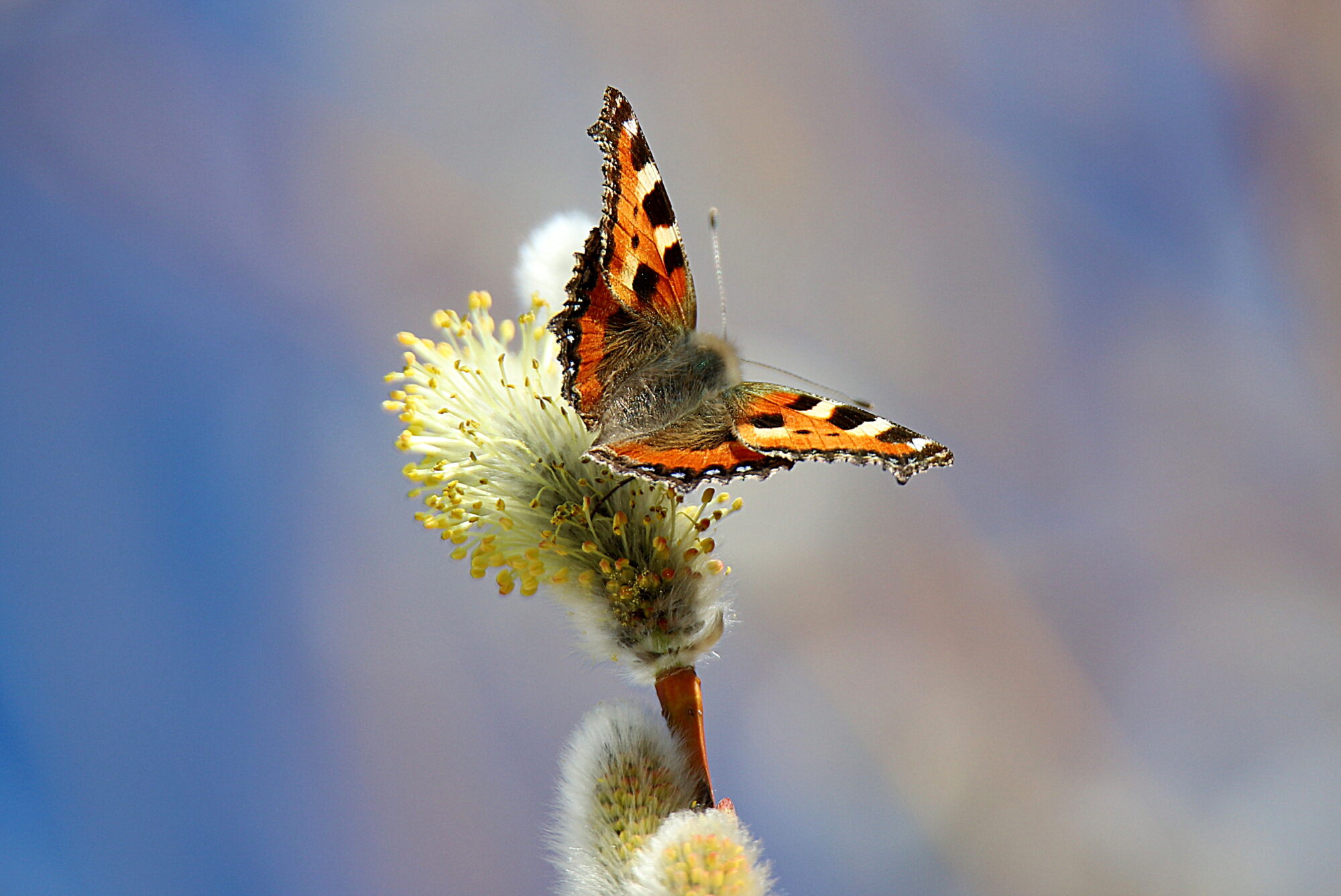Valokuvaaja: sirpa jyske