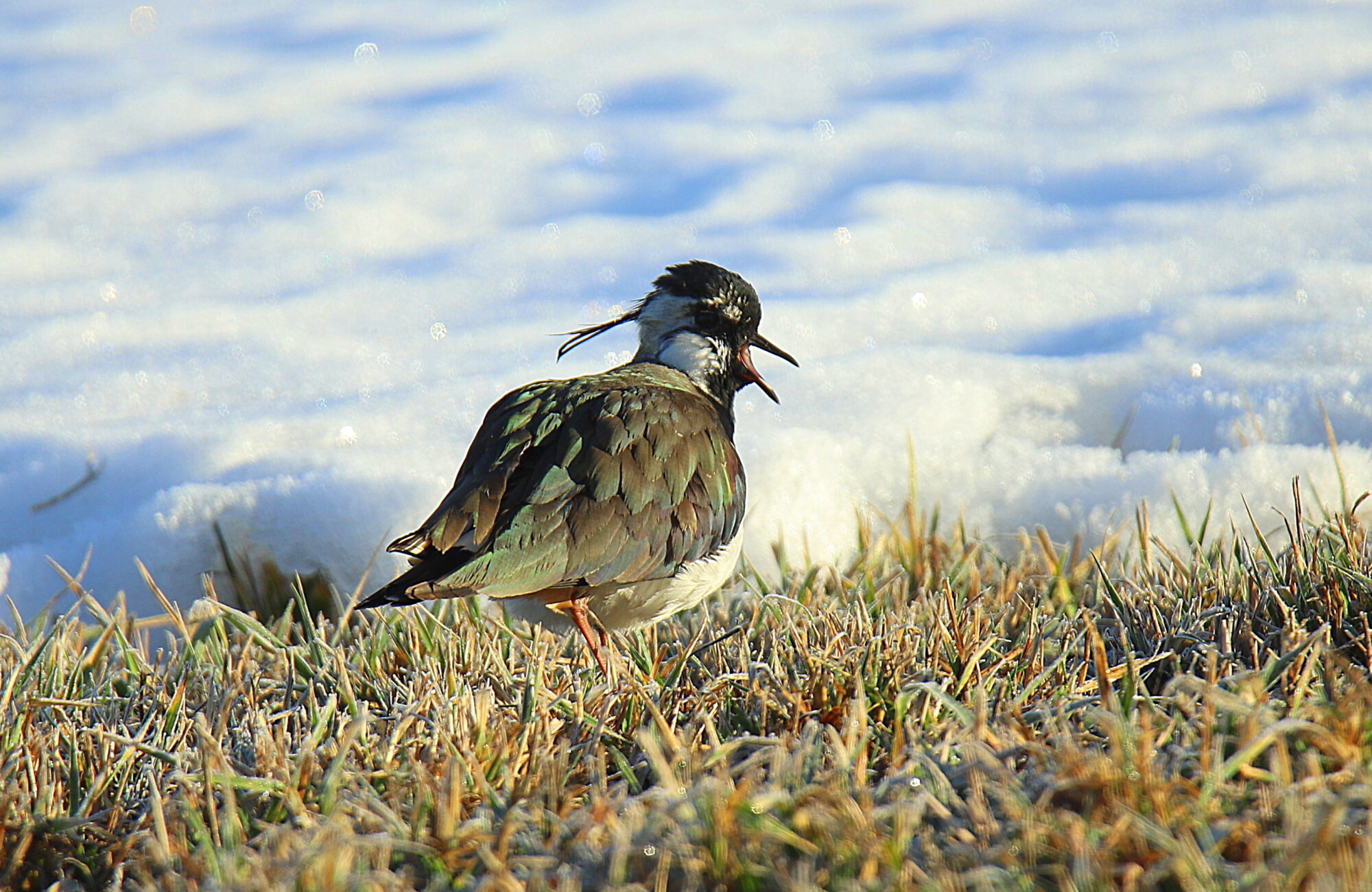 Valokuvaaja: sirpa jyske