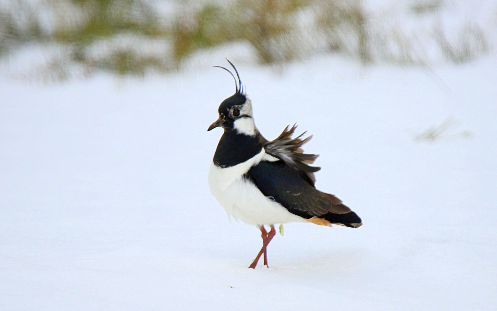 Valokuvaaja: sirpa jyske