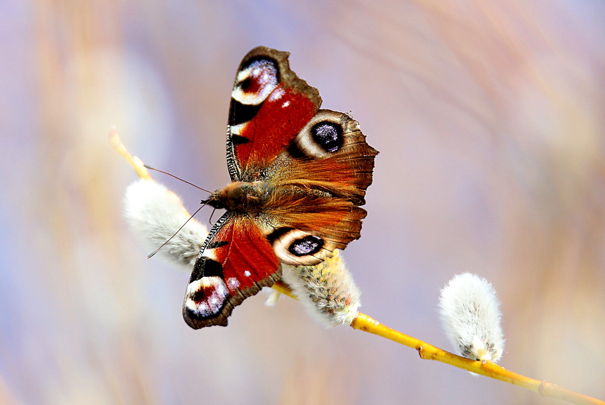 Valokuvaaja: sirpa jyske