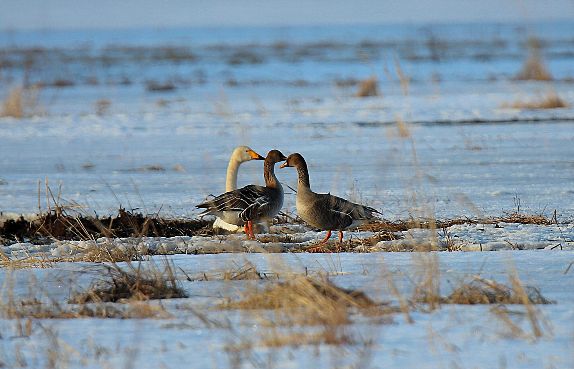 Valokuvaaja: sirpa jyske