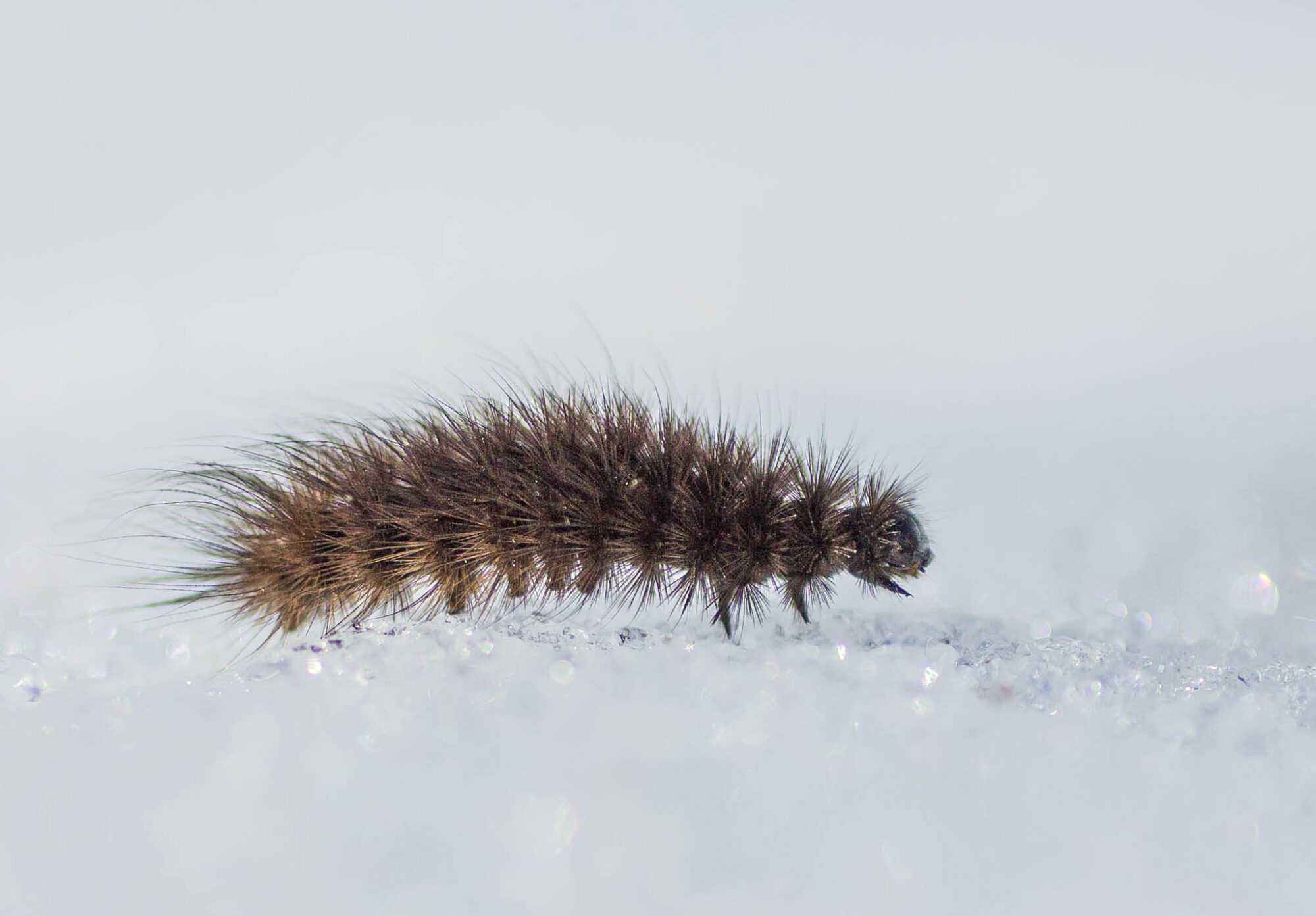 Valokuvaaja: Irma Kortekallio Valokuvaaja: Irma Kortekallio