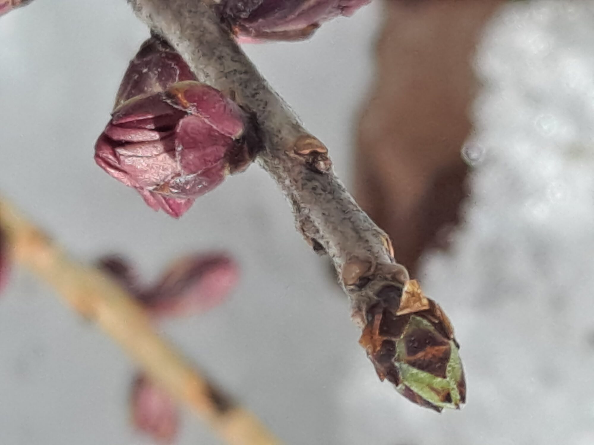 Valokuvaaja: Satu Suuntala