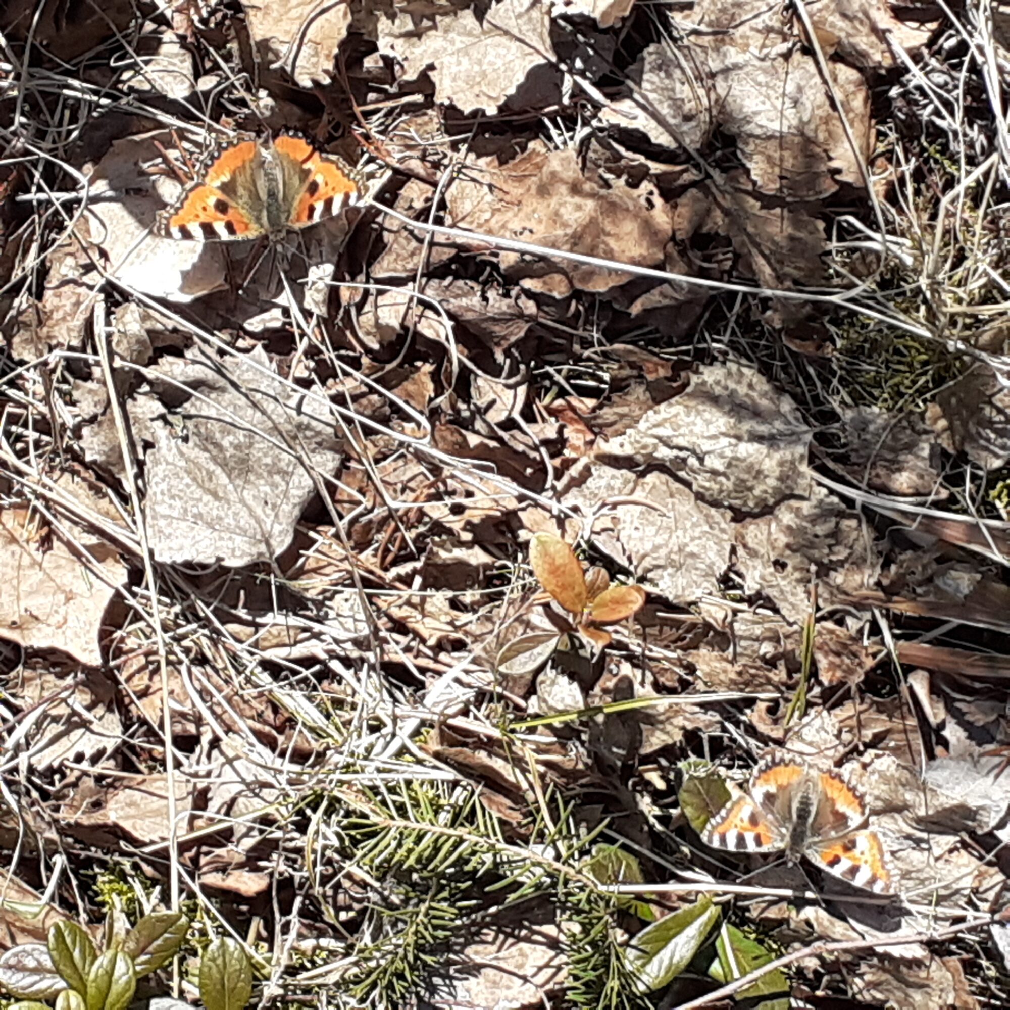 Valokuvaaja: Maarit Pietiläinen