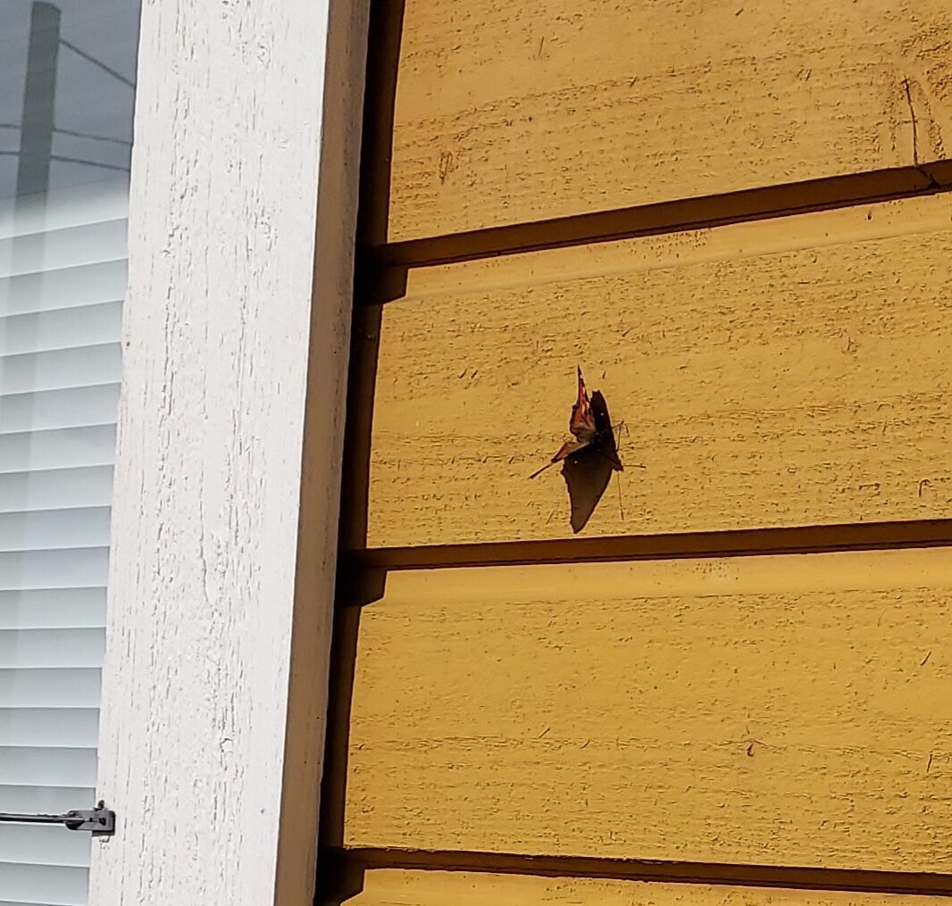 Valokuvaaja: Eija Johanna Saastamoinen