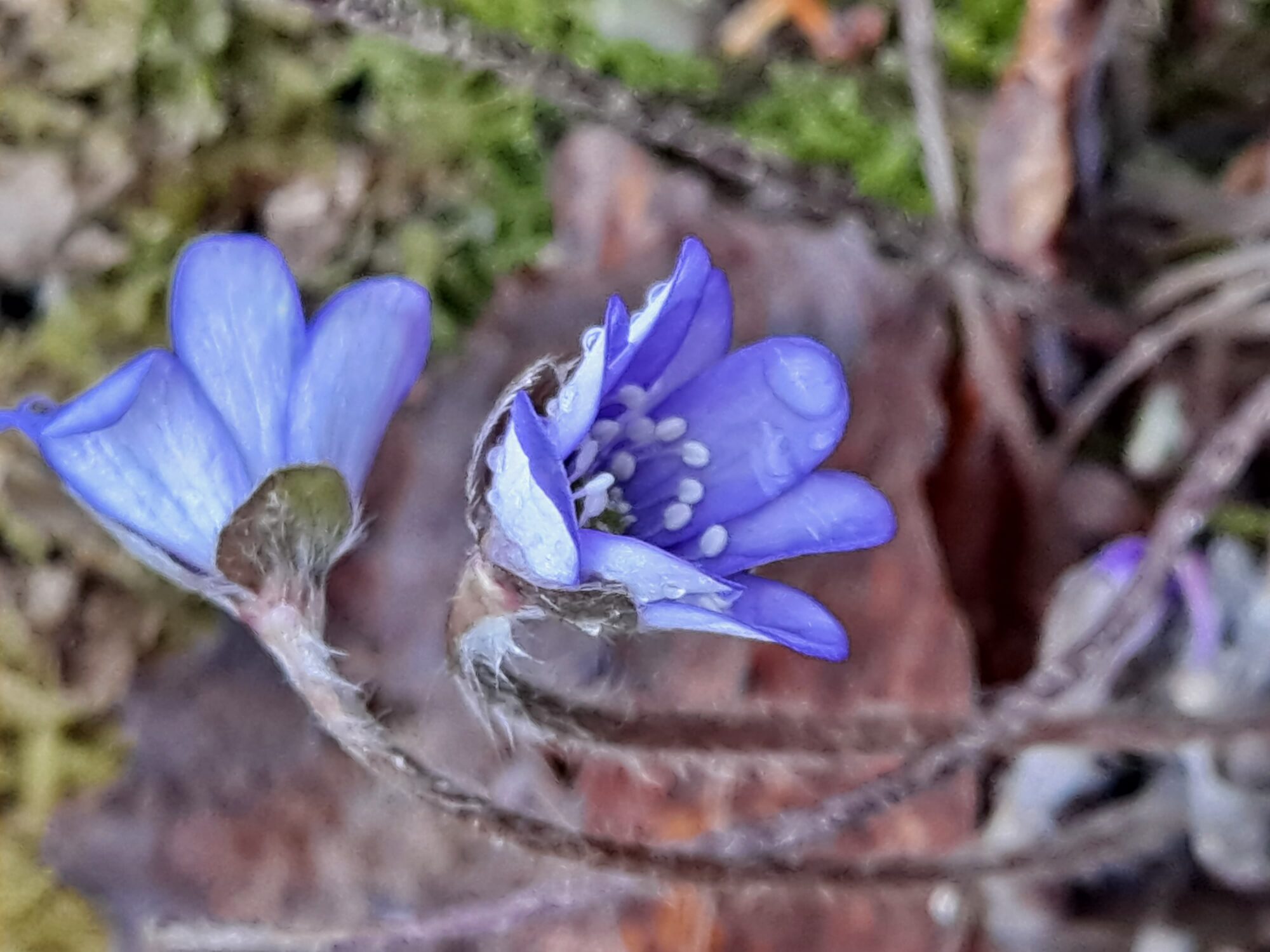 Valokuvaaja: Satu Suuntala