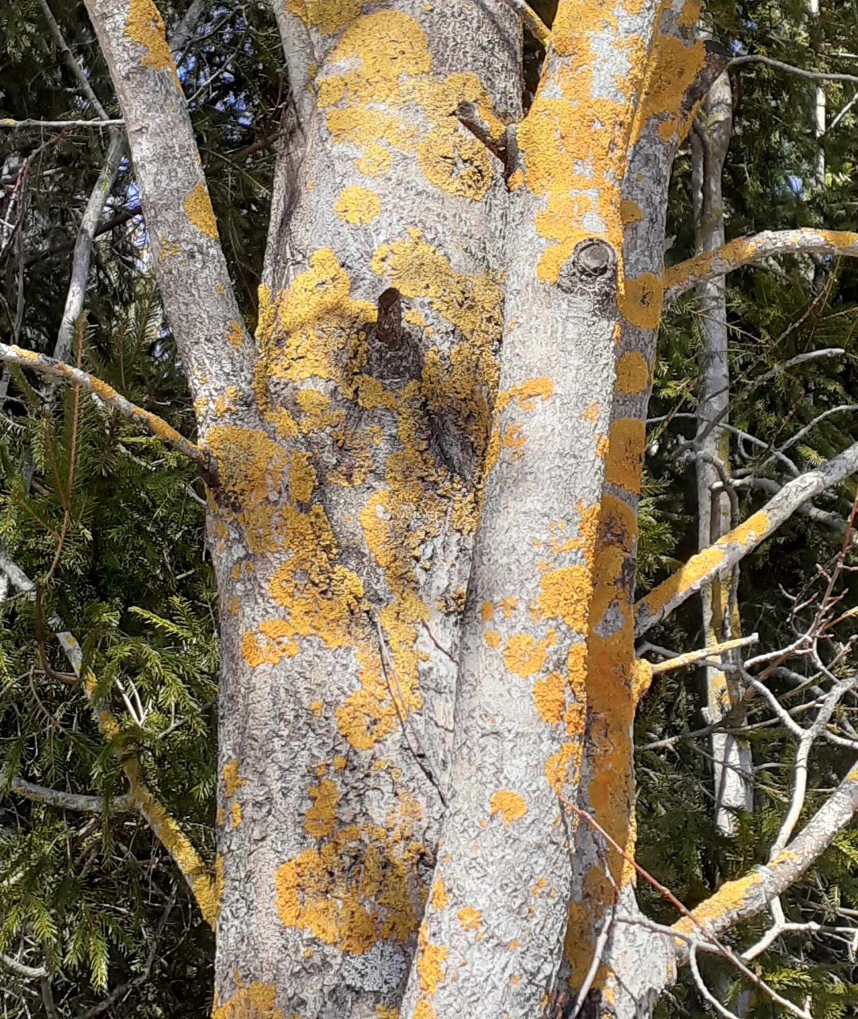 Valokuvaaja: Maarit Pietiläinen