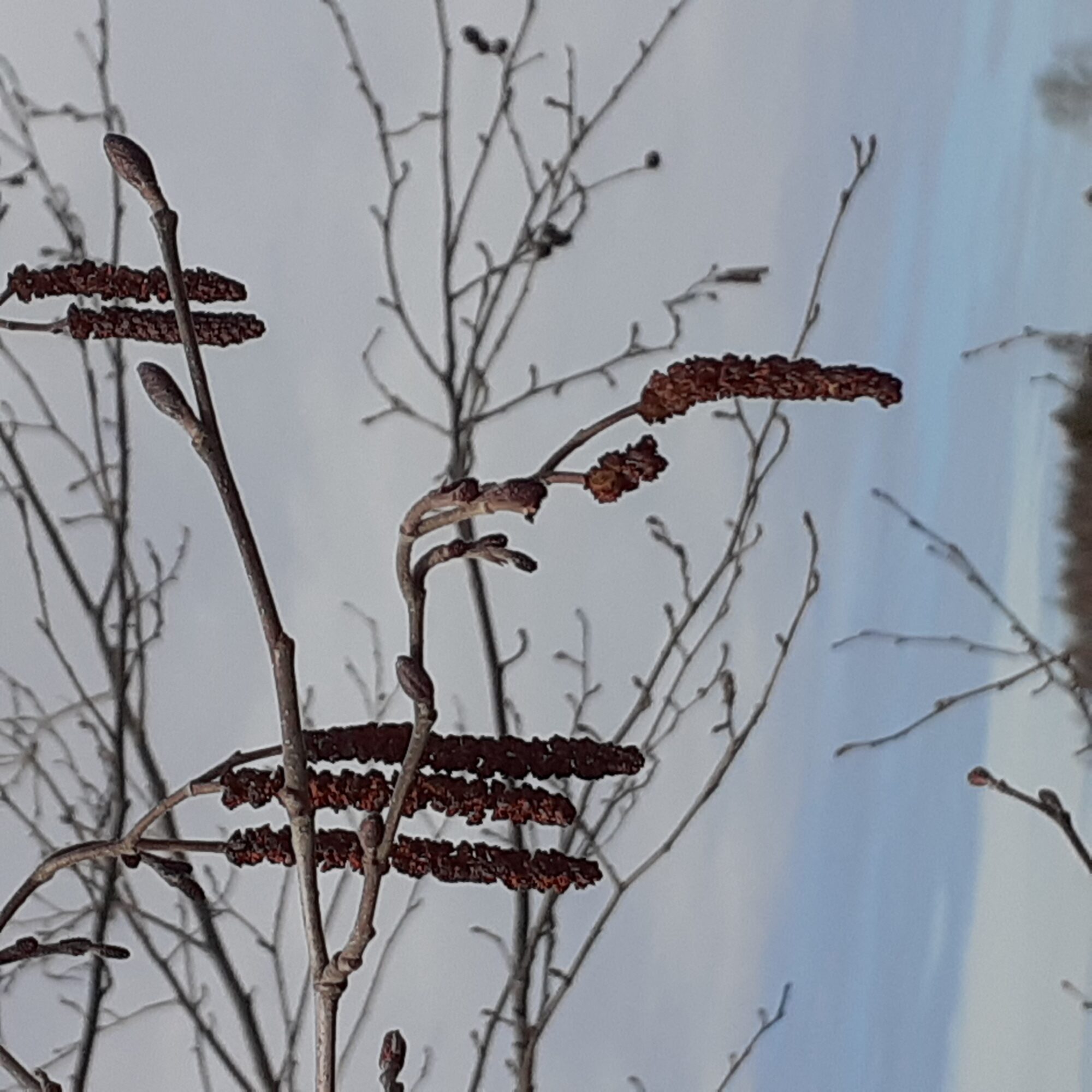 Valokuvaaja: Maarit Pietiläinen