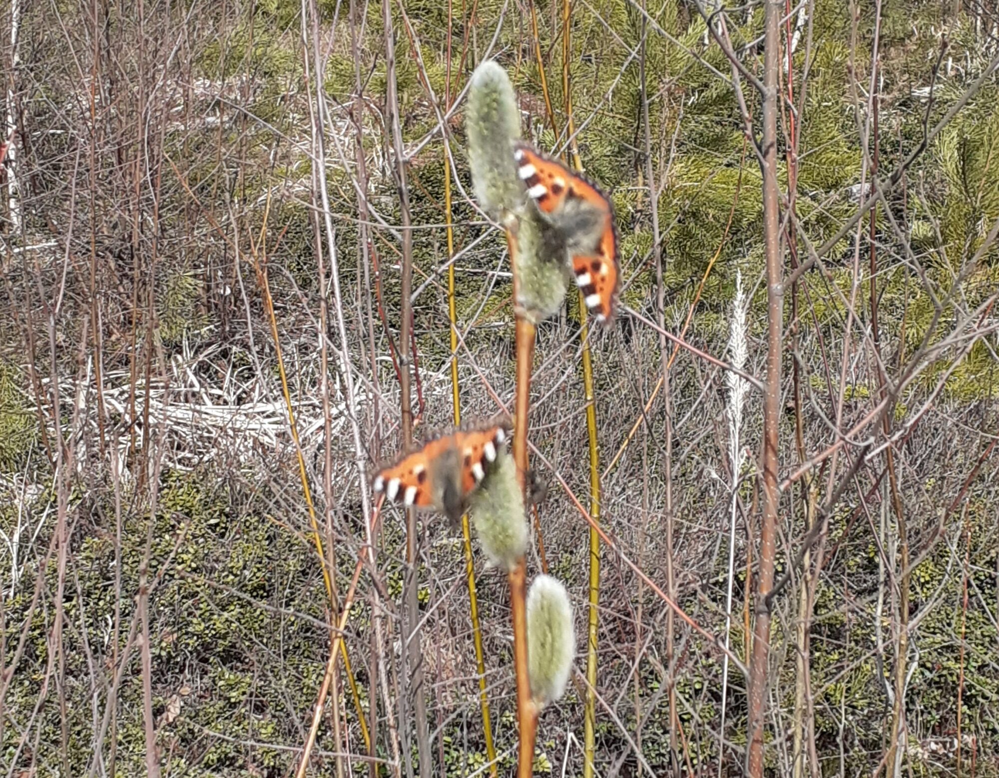 Valokuvaaja: Maarit Pietiläinen Valokuvaaja: Maarit Pietiläinen
