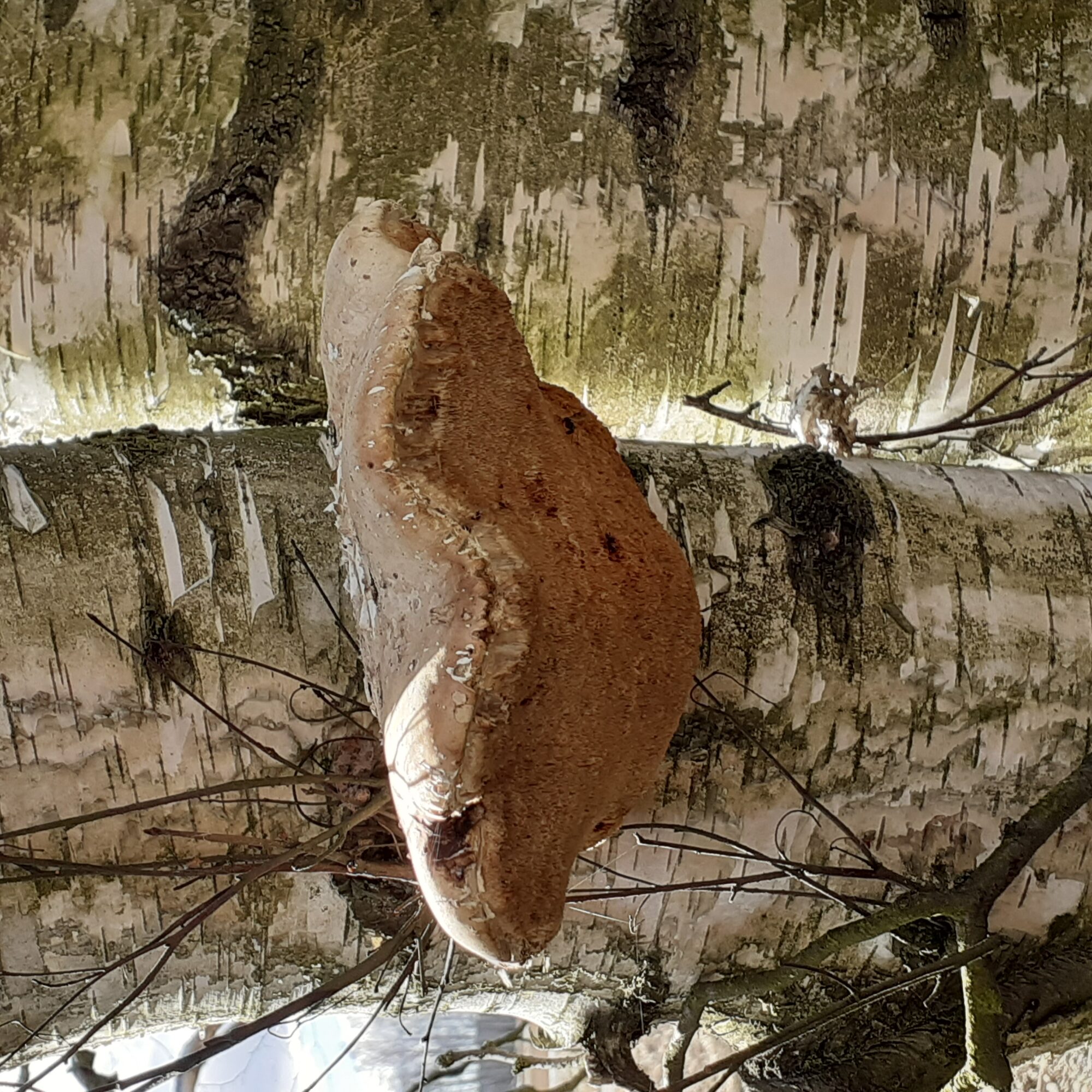 Valokuvaaja: Maarit Pietiläinen