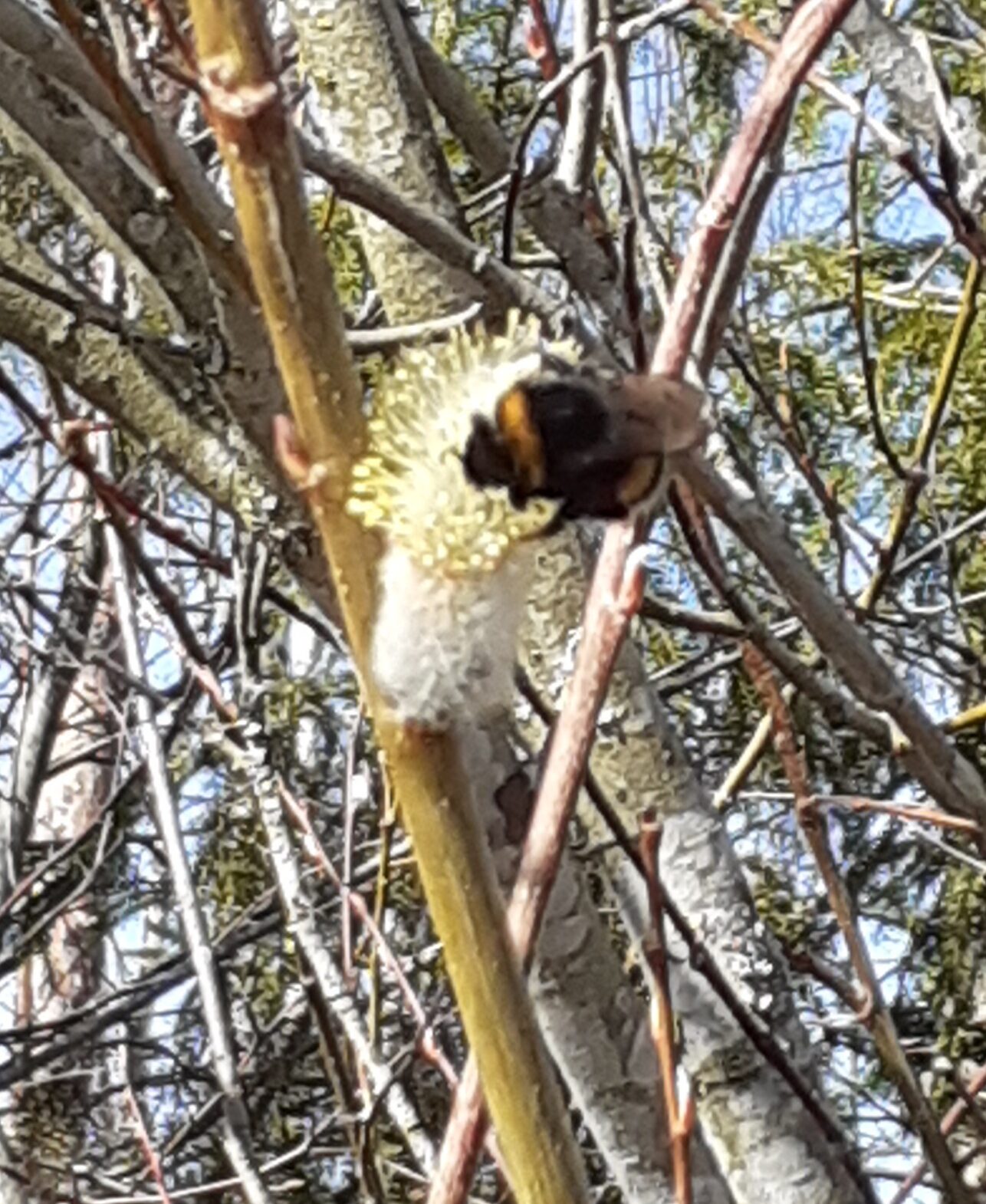 Valokuvaaja: Maarit Pietiläinen