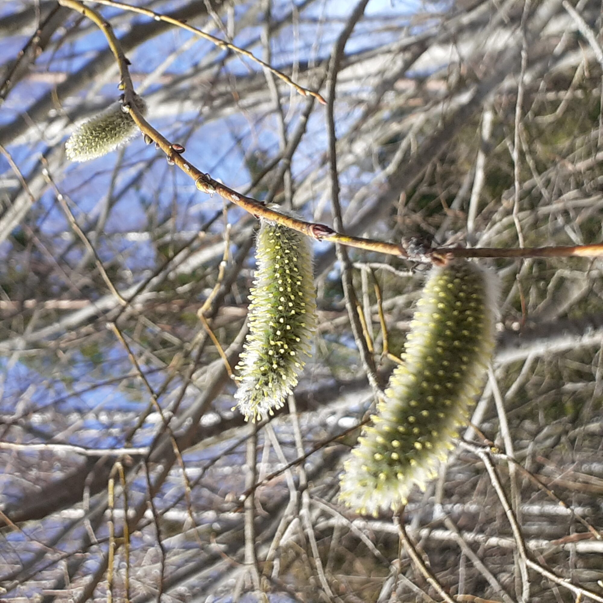 Valokuvaaja: Maarit Pietiläinen